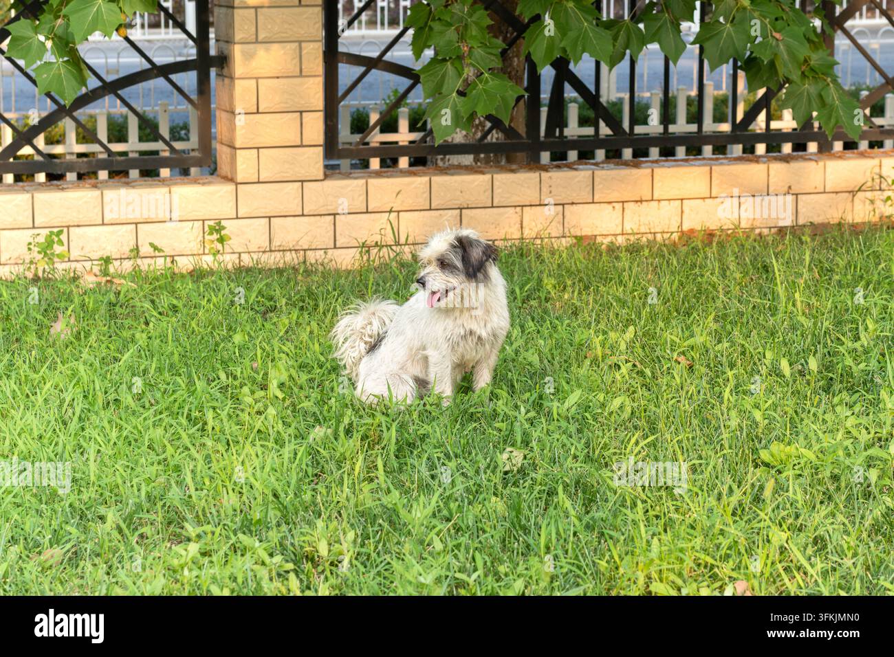 Kleiner weißer einheimischer Hund ruht auf grünem Gras Stockfoto