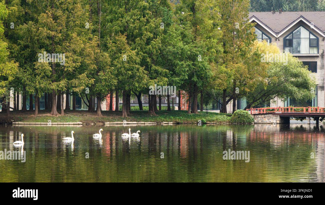 Friedlicher See: Poetische Szene von Schwänen und üppigen grünen Bäumen im Ziyu-Park Stockfoto