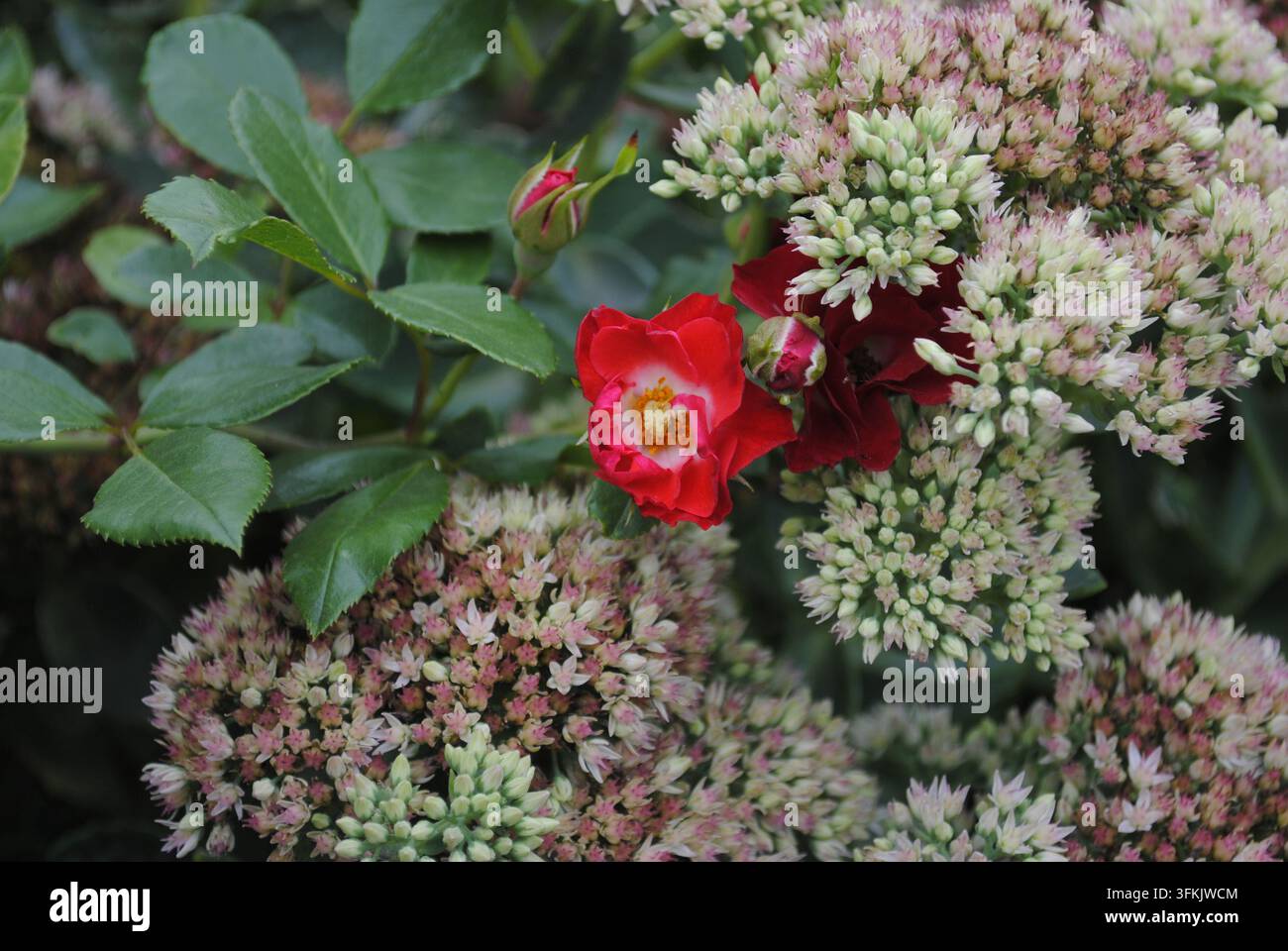 Roter Tee-Rose blüht zwischen blassrosa Sedum-Blüten Stockfoto