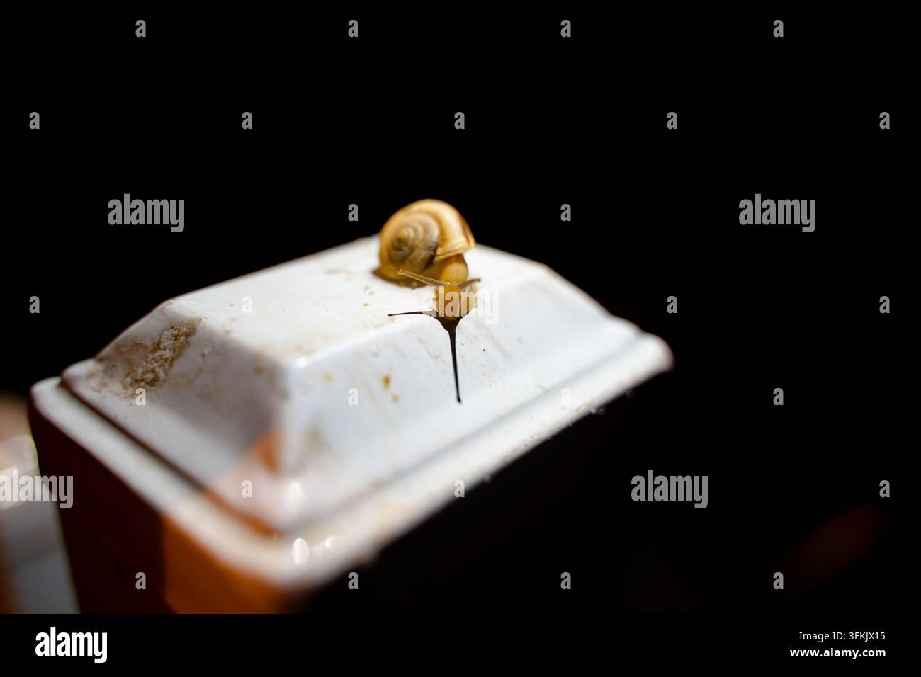 Schnecke auf weißem Pfeiler in der Nacht Stockfoto