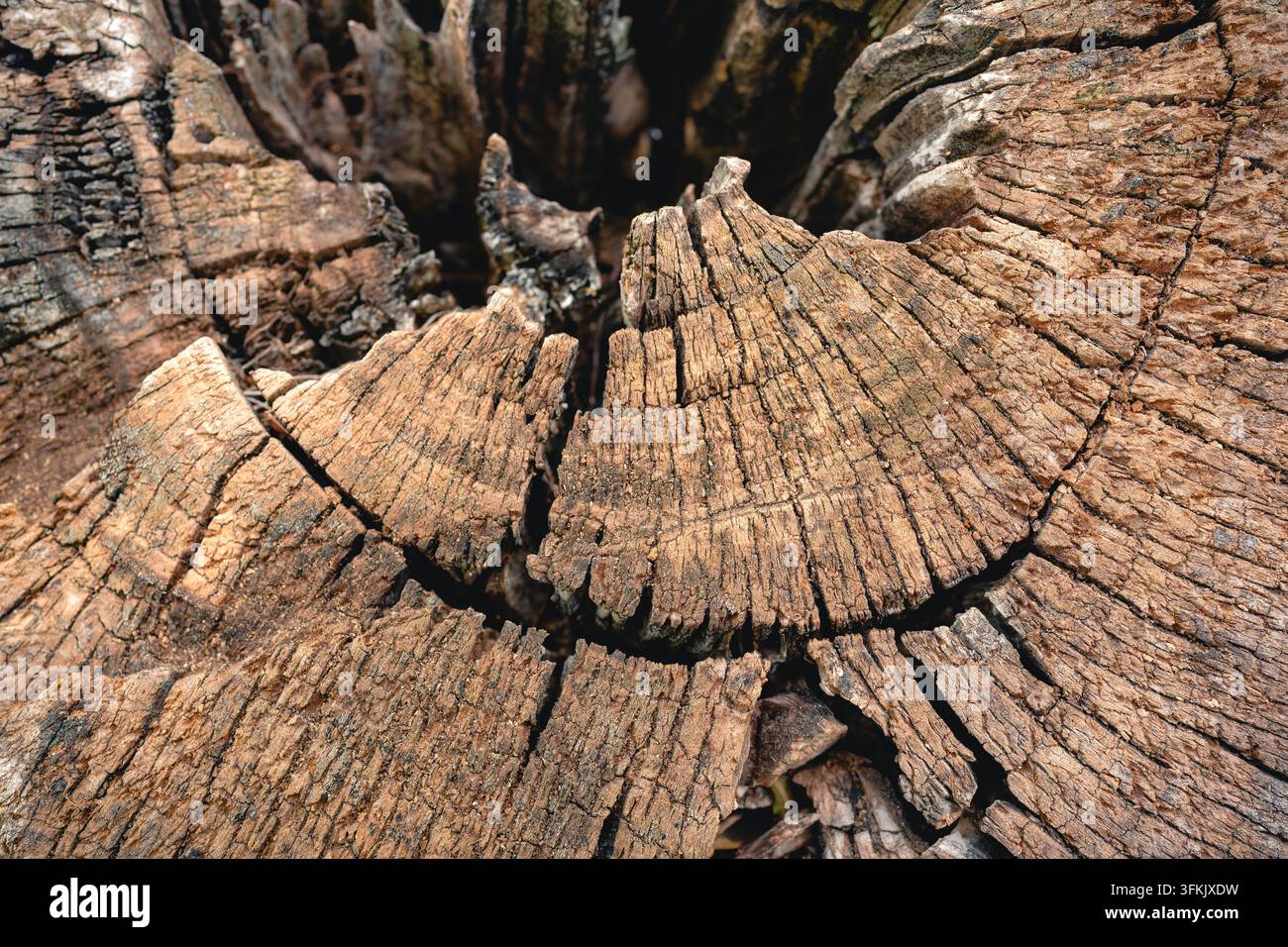 Nahaufnahme eines verwitterten Baumstumpfs, der eine rissige Holztextur und Jahrringe zeigt Stockfoto
