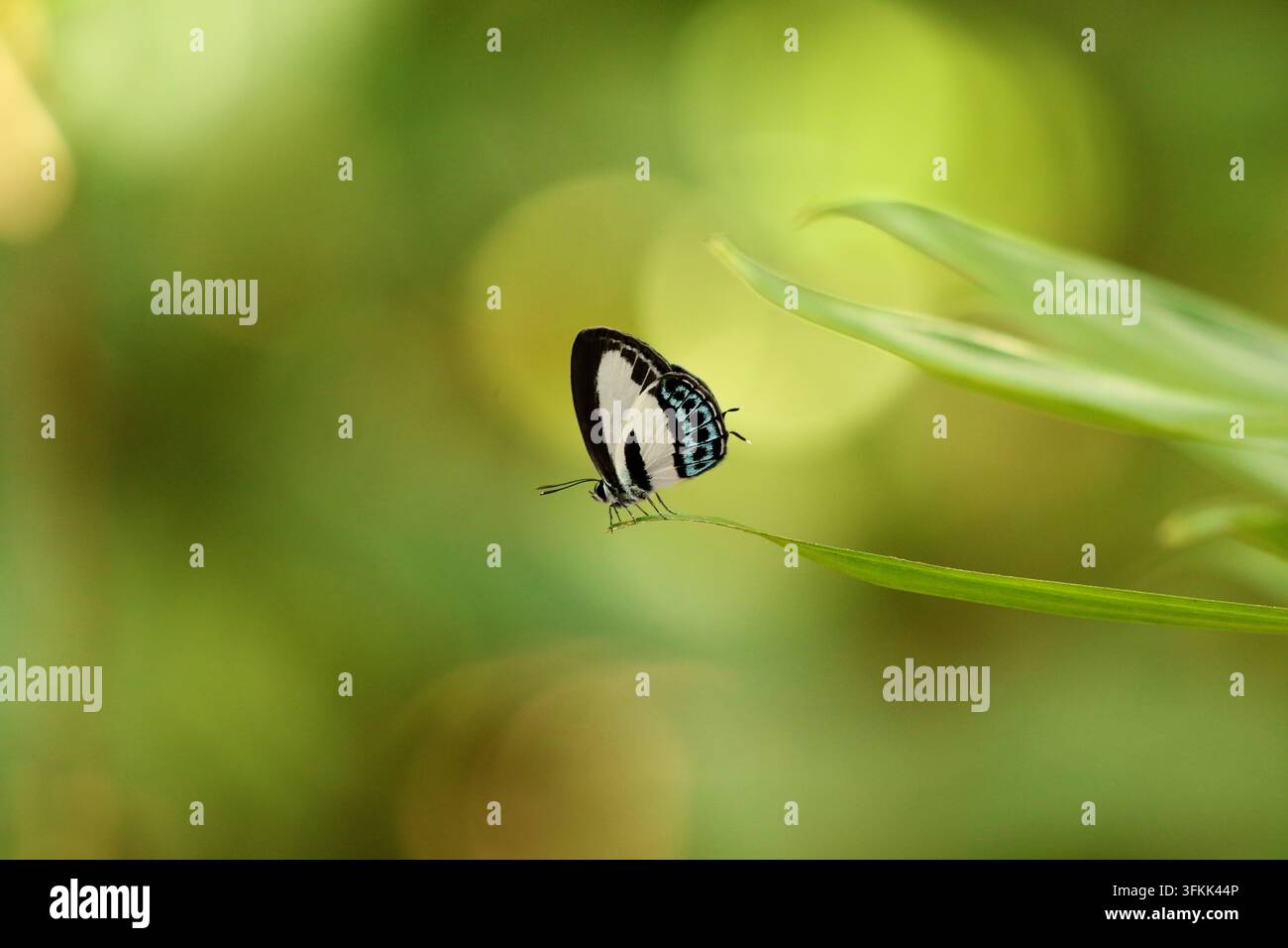 Geschwänzte Grünband-Linieblau (Nacaduba cyanea) in Queensland, Australien fotografiert Stockfoto