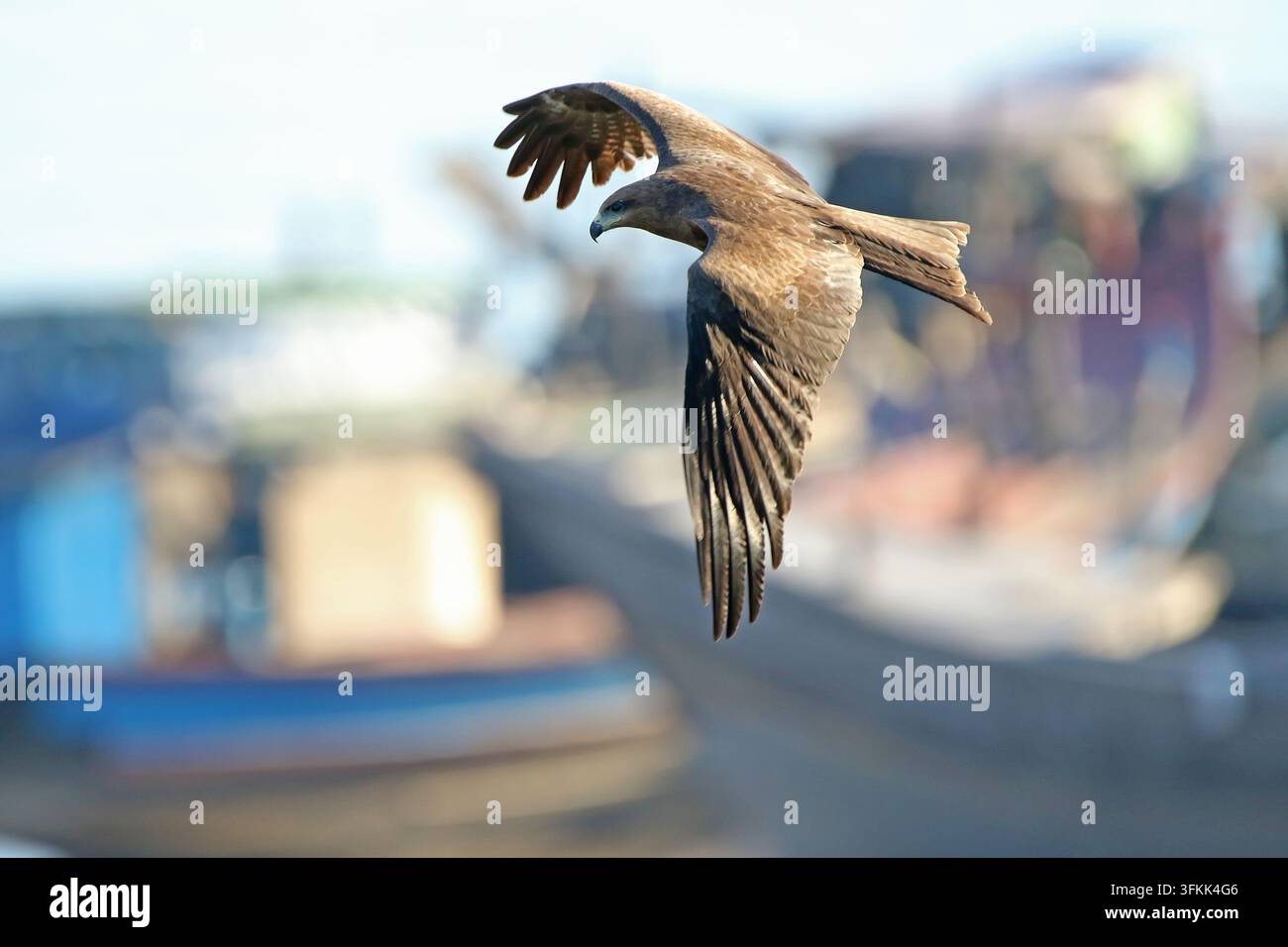 Schwarzmilan (Milvus migrans) in Myanmar fotografiert Stockfoto