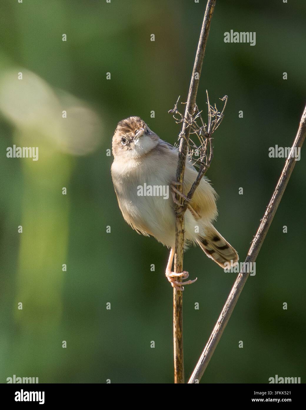 Zitting Cisticola Cisticola juncidis sitzt senkrecht auf einem trockenen Schilfrohr. Kleiner Singvogel, der sich mit einem weichen grünen und bokeh Hintergrund umschaut Stockfoto