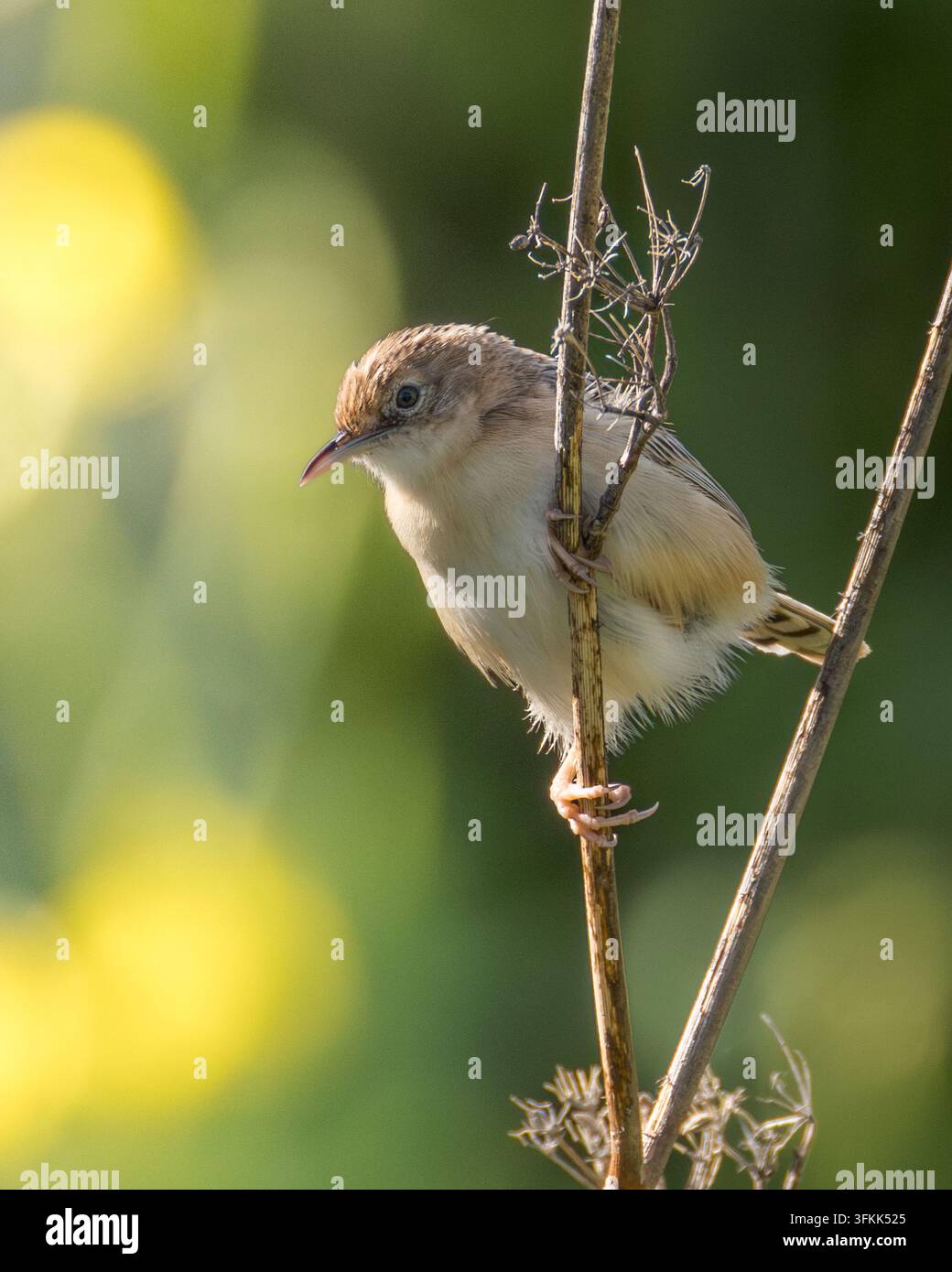 Zitting Cisticola Cisticola juncidis sitzt senkrecht auf einem trockenen Schilfrohr. Kleiner Singvogel, der sich mit einem weichen grünen und bokeh Hintergrund umschaut Stockfoto