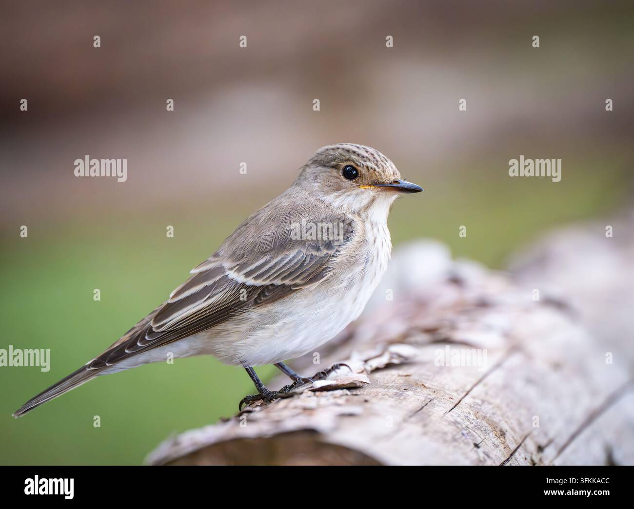 11. September 2026, Brandenburg, Sieversdorf: Ein Weibchen des Grauschnäppers (Ficedula hypoleuca). Dieser unscheinbare, bräunlich-graue Singvogel gehört zur Familie der Fliegenfänger und kommt in Mitteleuropa vor allem als geschickter Höhlenbrüter in lichten Wäldern und Gärten vor. Als bedeutender Langstreckenzieher macht sich dieser kleine Vogel im Sommer auf den Weg zu seinen afrikanischen Überwinterungsgebieten südlich der Sahara und kehrt erst im folgenden Frühjahr zurück. Foto: Patrick Pleul/dpa Stockfoto