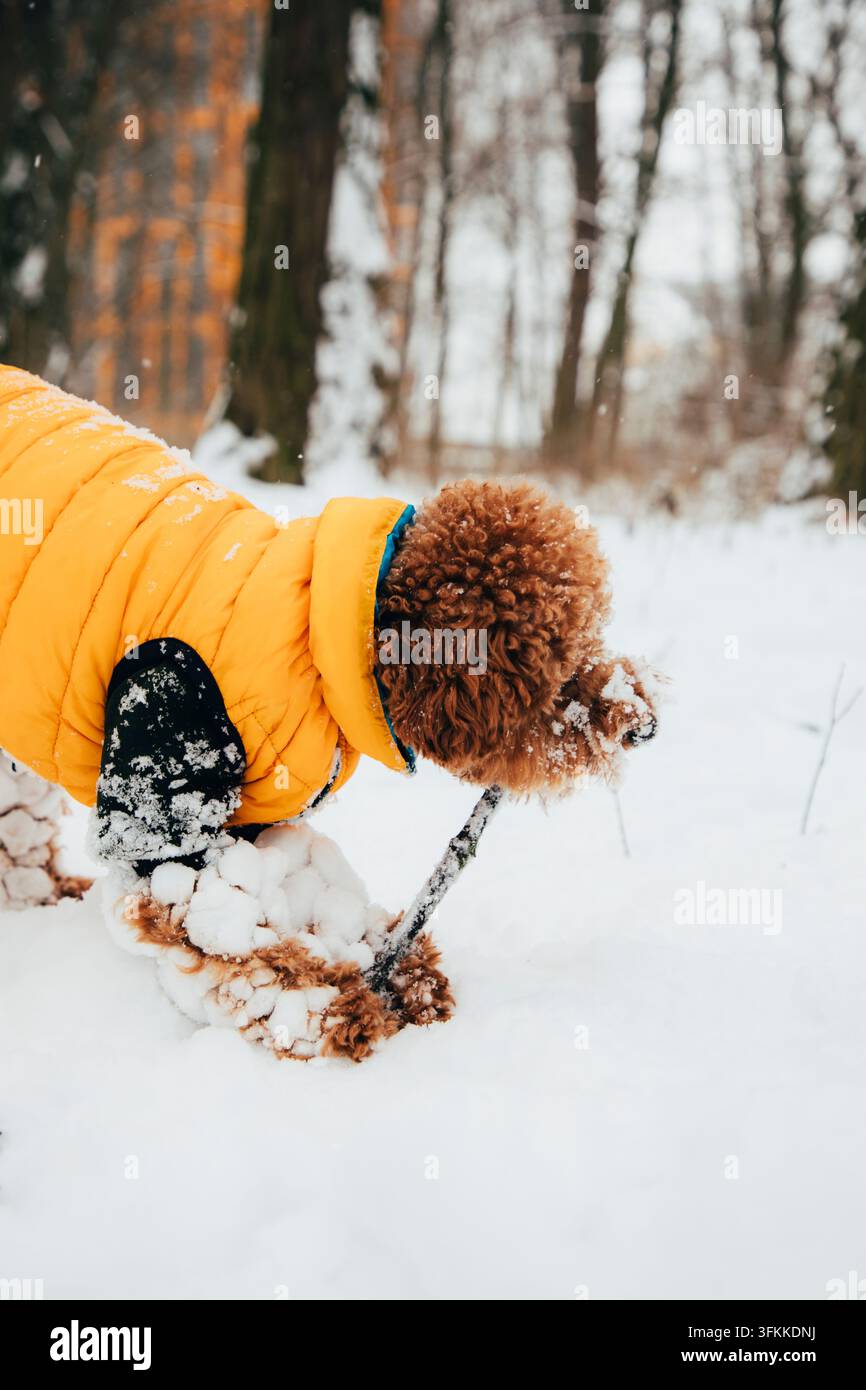 Lockiger Hund spielt mit einem Stock im tiefen Schnee und trägt eine gelbe Jacke Stockfoto
