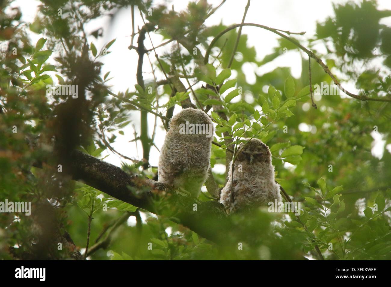 Rauhfußkauz (Strix aluco) in den Mendip Hills, Somerset, UK, Juni 2023 Stockfoto
