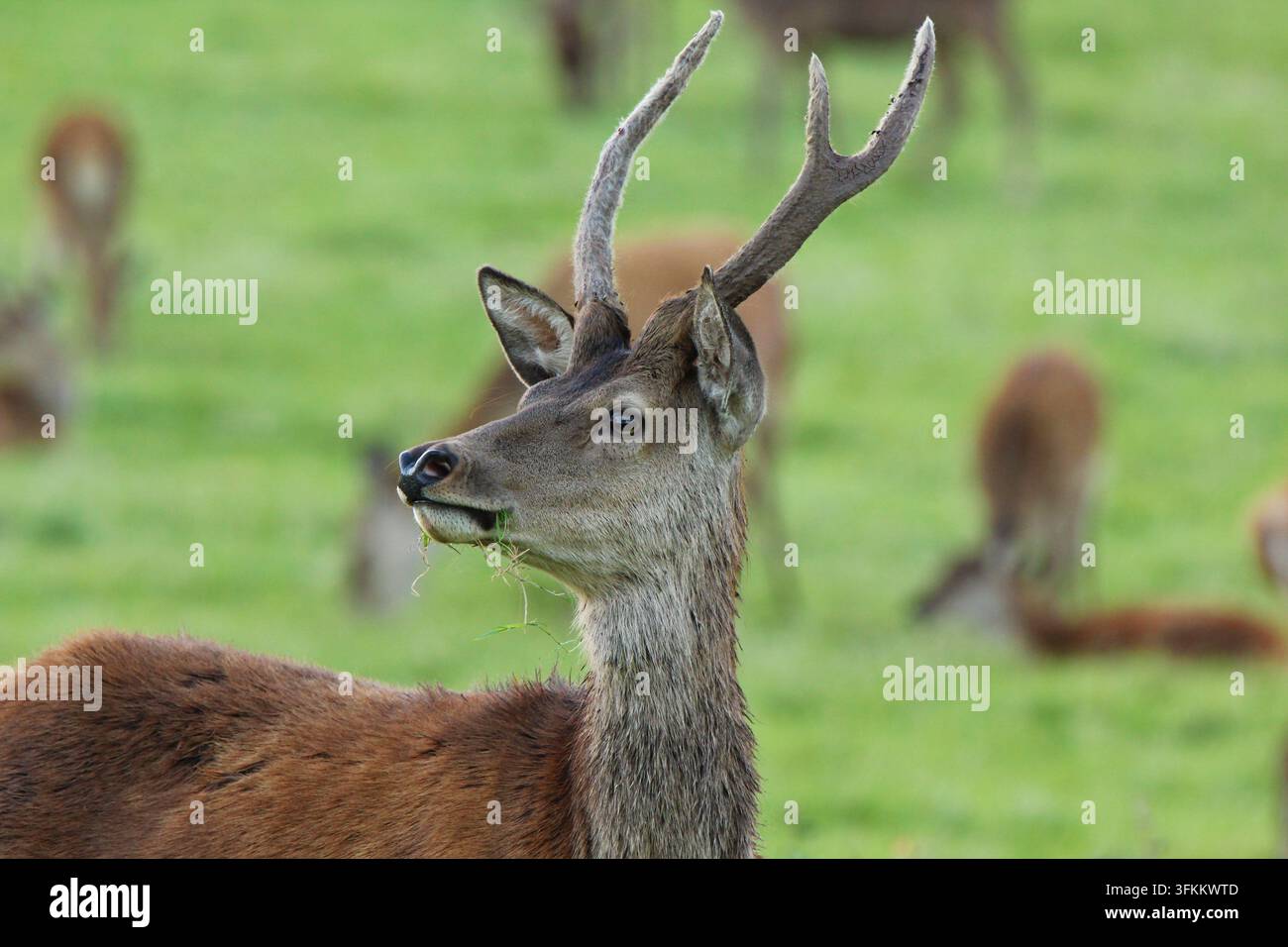 Rothirsch (Cervus Elaphus) Stockfoto