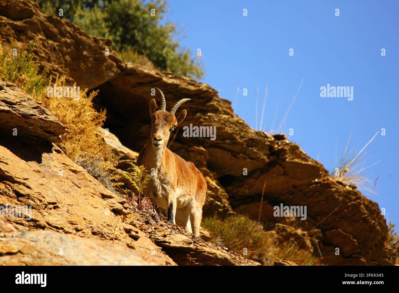 Iberischer Steinbock (Capra pyrenaica) in Spanien fotografiert Stockfoto