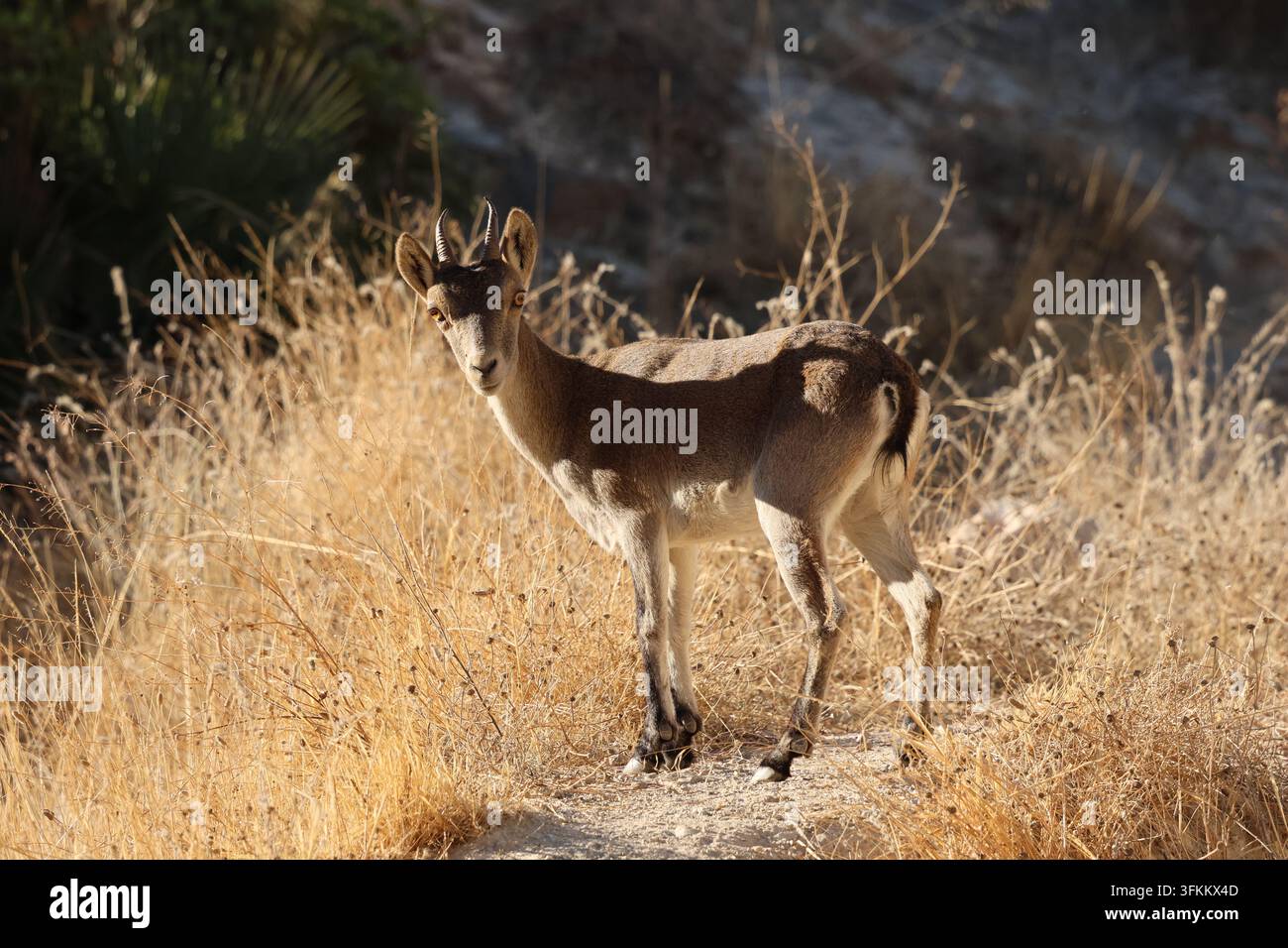 Iberischer Steinbock (Capra pyrenaica) in Spanien fotografiert Stockfoto
