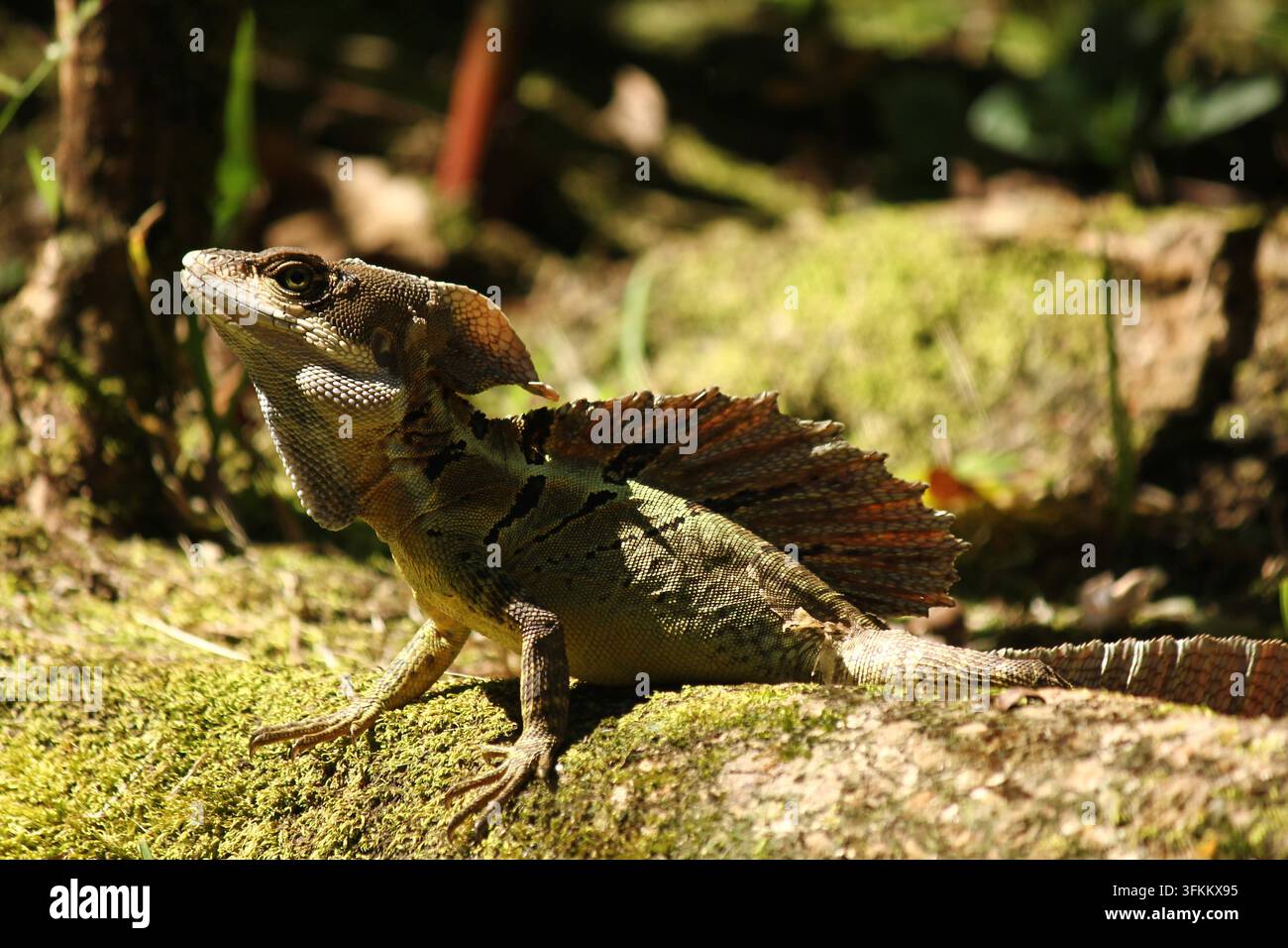 Gewöhnlicher Basilik (Basiliscus basiliscus) in Costa Rica fotografiert Stockfoto