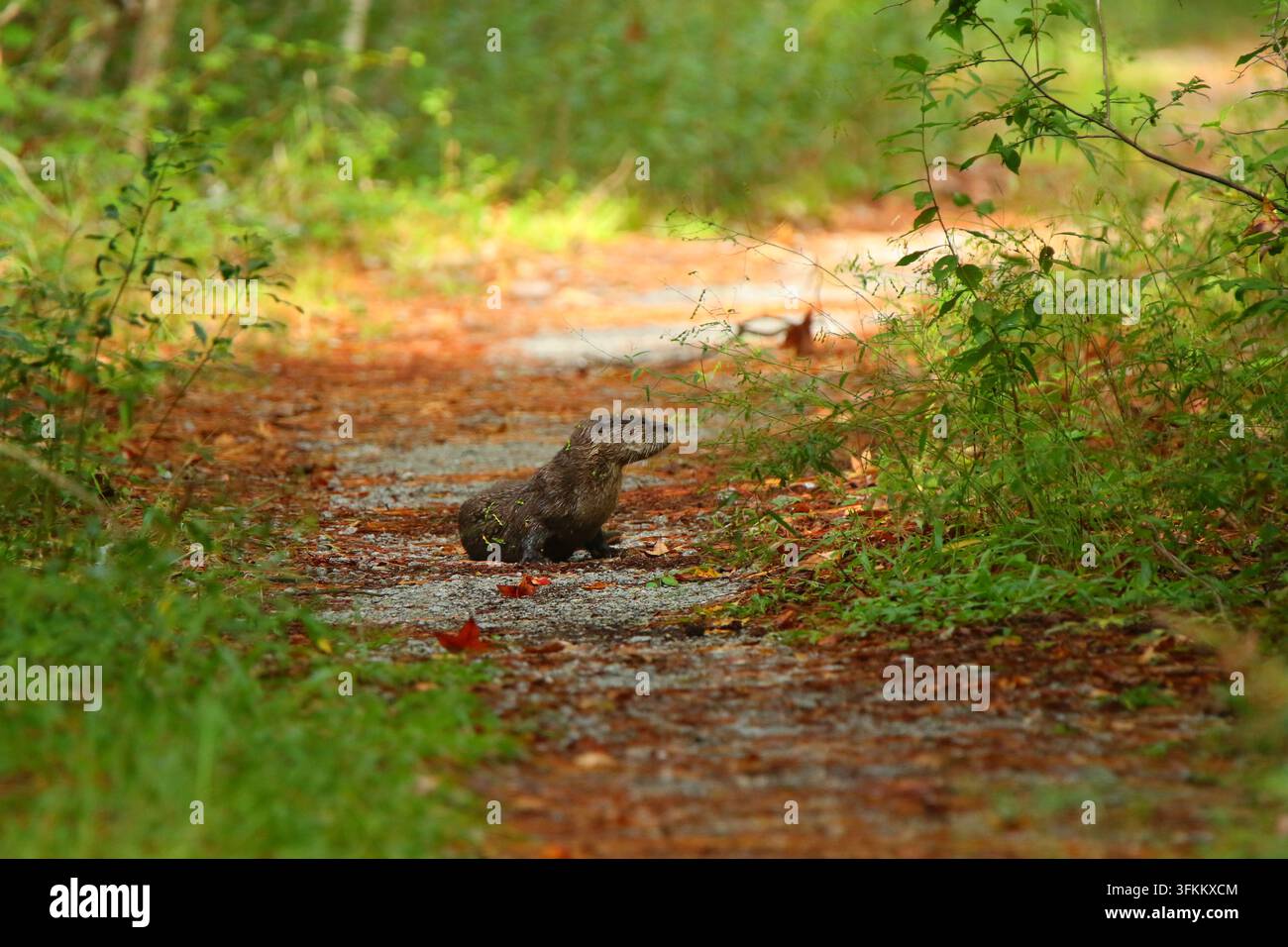 Nordamerikanischer Flussotter (Lontra canadensis) sitzt auf einem mit Blättern übersäten Waldweg in freier Wildbahn, South Carolina, September 2022 Stockfoto