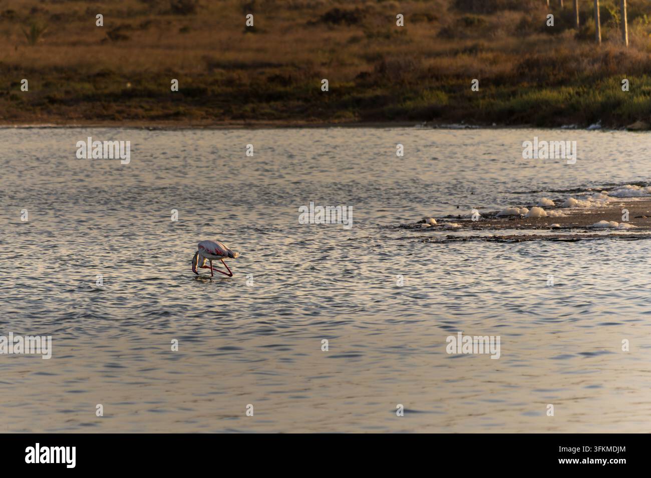 ein einzelner Flamingo, der in flachen Lagunengewässern bei Sonnenuntergang frisst, mit ruhigen Spiegelungen und natürlichem Feuchtbiotop entlang der spanischen Küste. Stockfoto