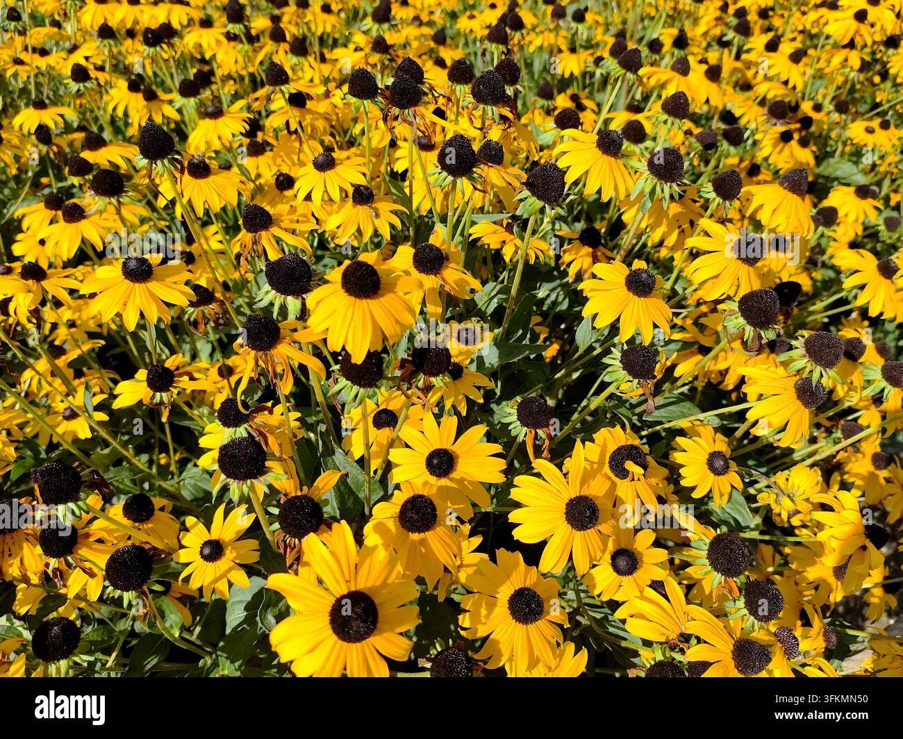 Büschel von Rudbeckia, bekannt als Schwarzäugige Susanne mit hellen goldgelben Blütenblättern und dunkelbraunem bis schwarzem Zentrum, Kent, UK Stockfoto