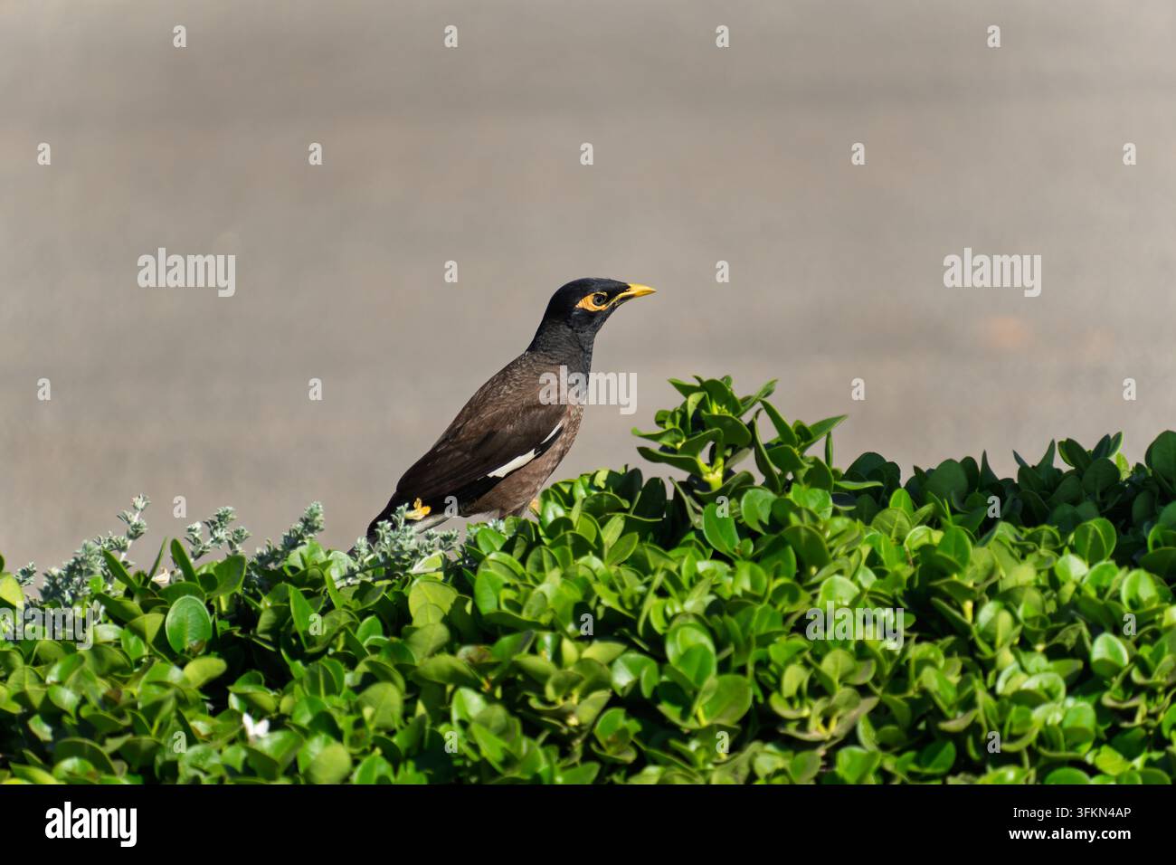 Ein gewöhnlicher Rabenkakadu mit gelbem Augenfleck und Schnabel, der auf einer glänzenden grünen Hecke sitzt, vor einem weichen grauen Straßenhintergrund. Stockfoto