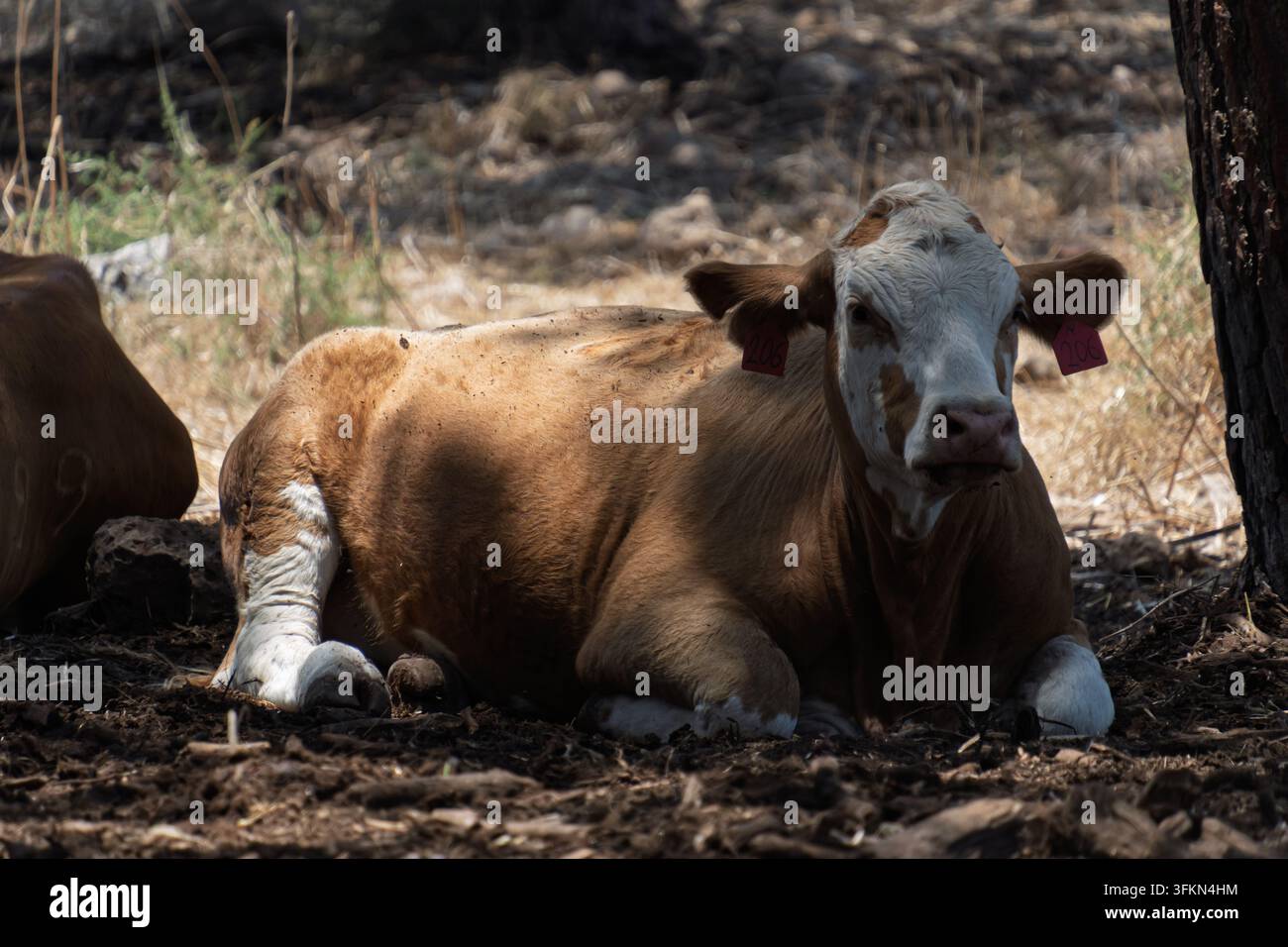 Eine braun-weiße Kuh mit Ohrmarken liegt auf dem Waldboden im tiefen Schatten und schaut in die Kamera. Stockfoto