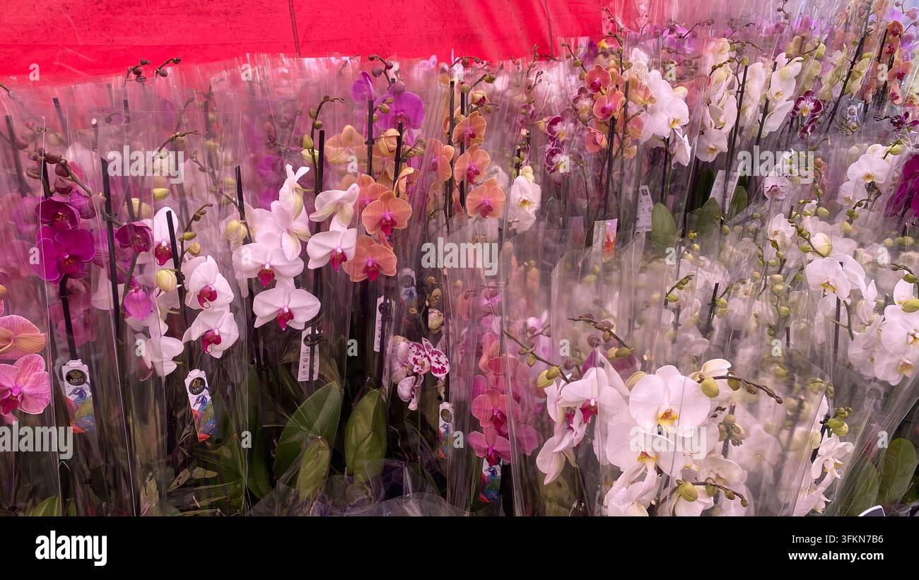 Bunte Phalaenopsis-Orchideen in Plastikhüllen, die auf einem Blumenmarkt zum Verkauf angeboten werden Stockfoto