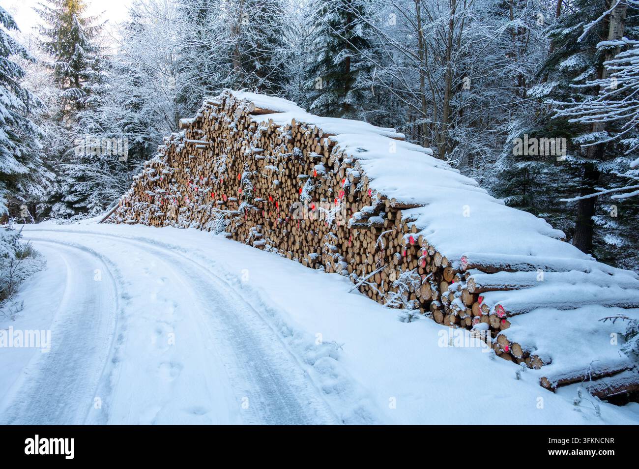 Schneebedeckte Waldstraße mit einem ordentlich gestapelten Haufen von geschnittenen Baumstämmen am Straßenrand in einer Winterwaldlandschaft. Stockfoto
