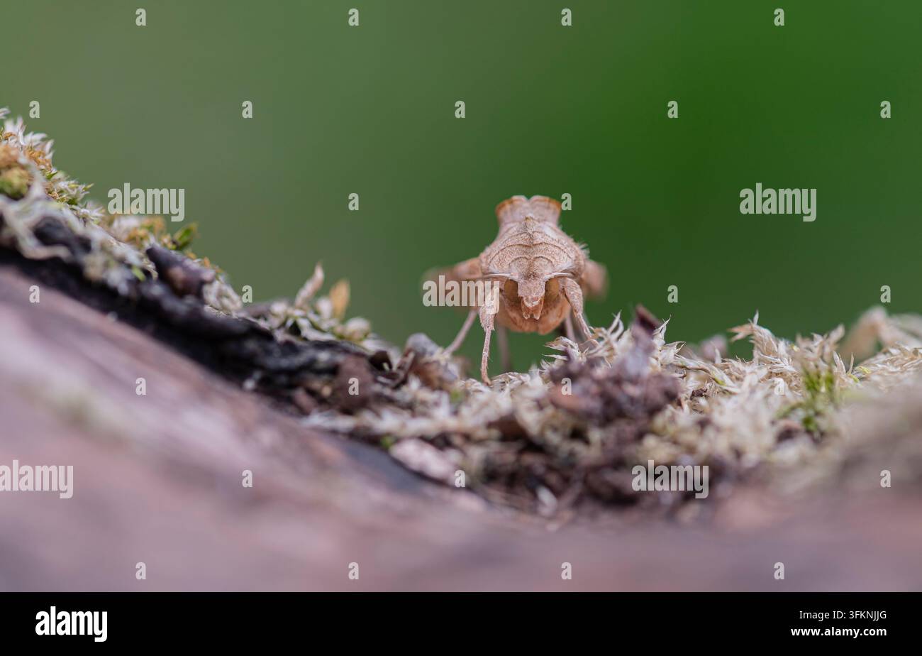 Winkel-Schattenschwebfliege Phogophora meticulosa, ruhend auf einem Teil eines grasbewachsenen Baumstumpfs, Garten, September 2026 Stockfoto