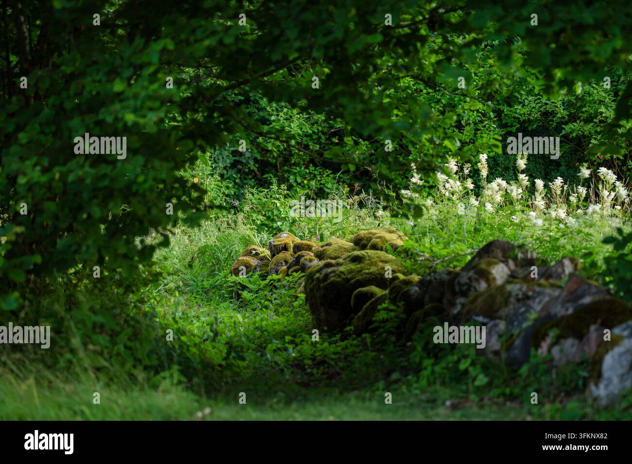 Moose bedeckte alte Steinmauer, die sich durch eine üppige Waldwiese schlängelt, umgeben von dichtem grünen Laub, wildem Gras und zarten weißen Wildblumen. Stockfoto