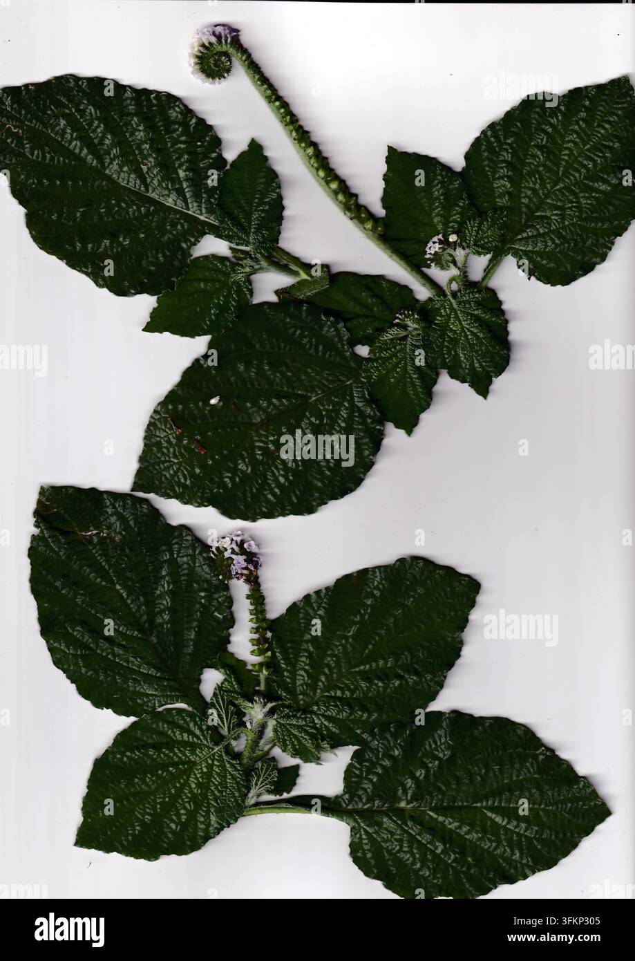 Ein grüner belaubter Zweig ist in einem natürlichen botanischen Stil auf einem sauberen weißen Hintergrund angeordnet. Stockfoto