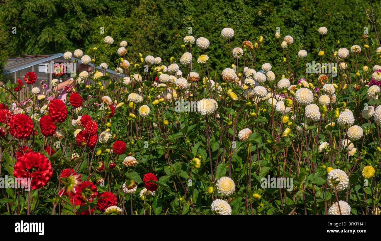 Buntes Pompon-Dahlienblumenfeld mit Gewächshaus, rote und cremefarbene Blüten im Schnittgarten — Sommerblumenhof-Konzept Stockfoto