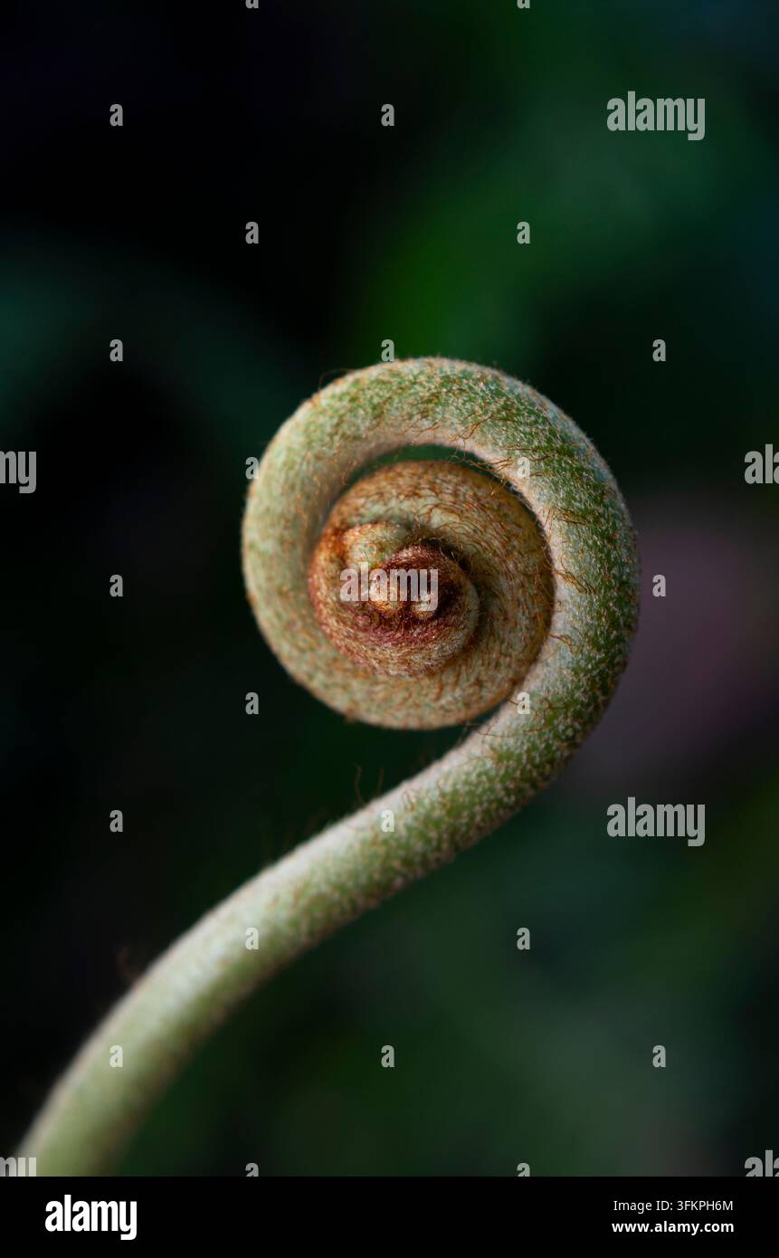 Nahaufnahme einer dicht spiraligen Farnfieder, die mit braunen Trichomen bedeckt ist, isoliert vor einem dunklen unscharfen Hintergrund. Stockfoto