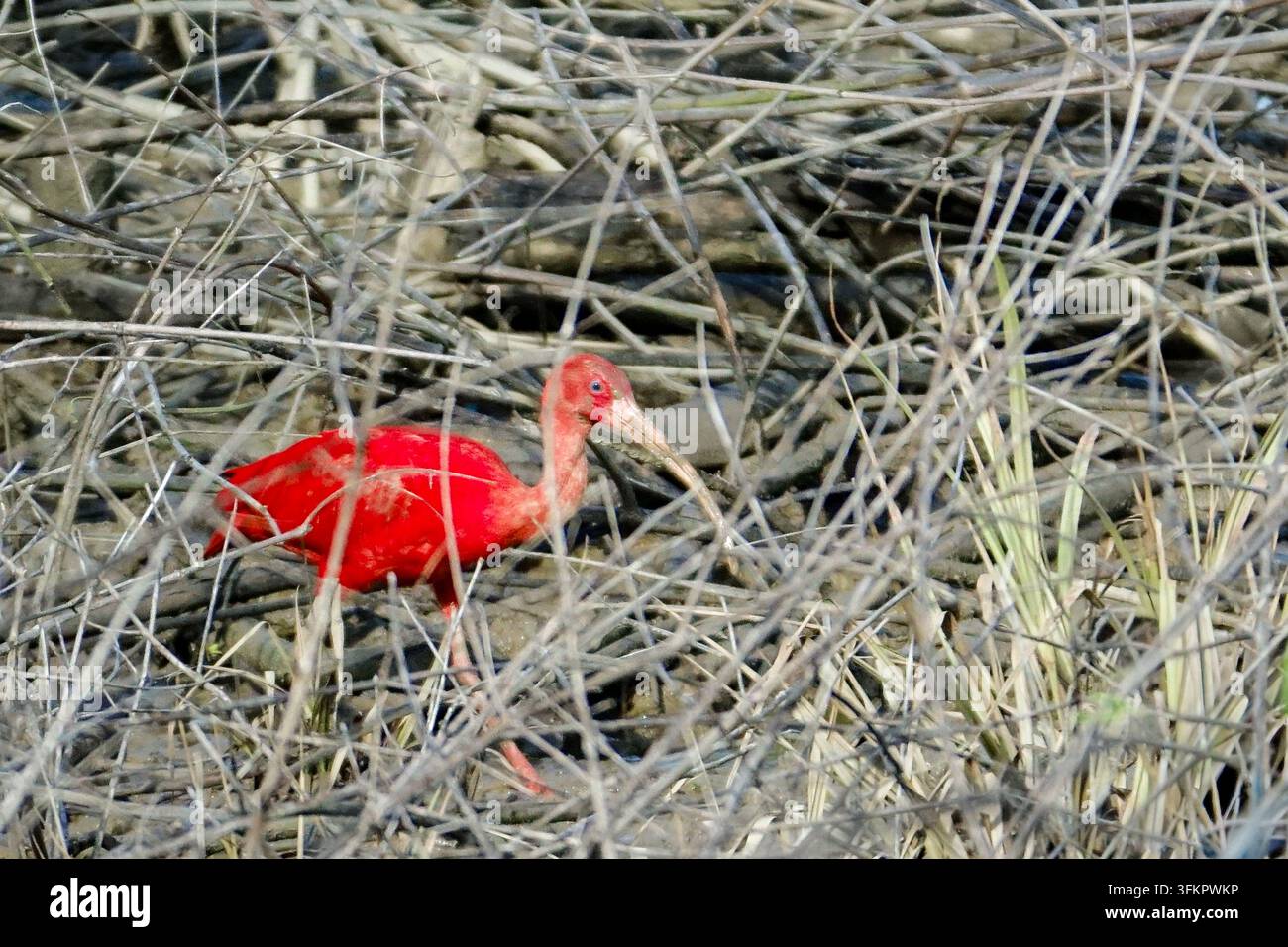 Ein Scharlachibis (Eudocimus ruber) sucht im Schilf entlang des Kourou-Flusses in Kourou, Französisch-Guayana, Frankreich nach Nahrung. Seine leuchtend rote Farbe stammt von Carotinoid-Pigmenten in den Krabben, Garnelen und anderen Krebstieren, die er frisst. Der Wattvogel lebt in Mangroven, Wattflächen und Küstengewässern im nördlichen Südamerika, einschließlich der Küste von Französisch-Guayana. Stockfoto