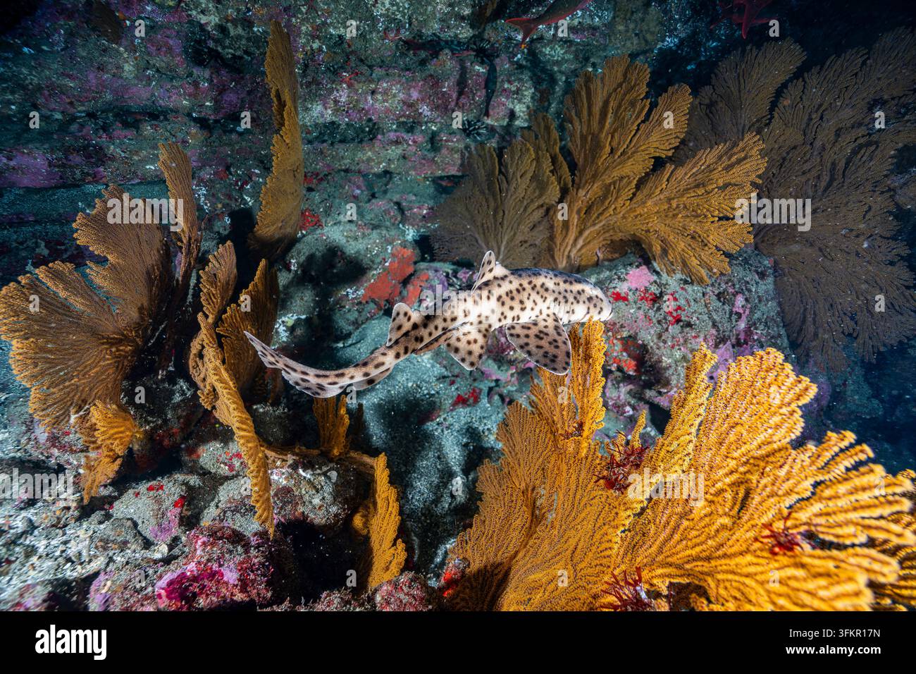 Ein Galapagos-Stierkopfhai (Heterodontus quoyi), ein kleiner Hornhai, der nur in den Galapagos und in Peru vorkommt, ruht zwischen orangefarbenen Gorgoniengriffeln auf einem v Stockfoto