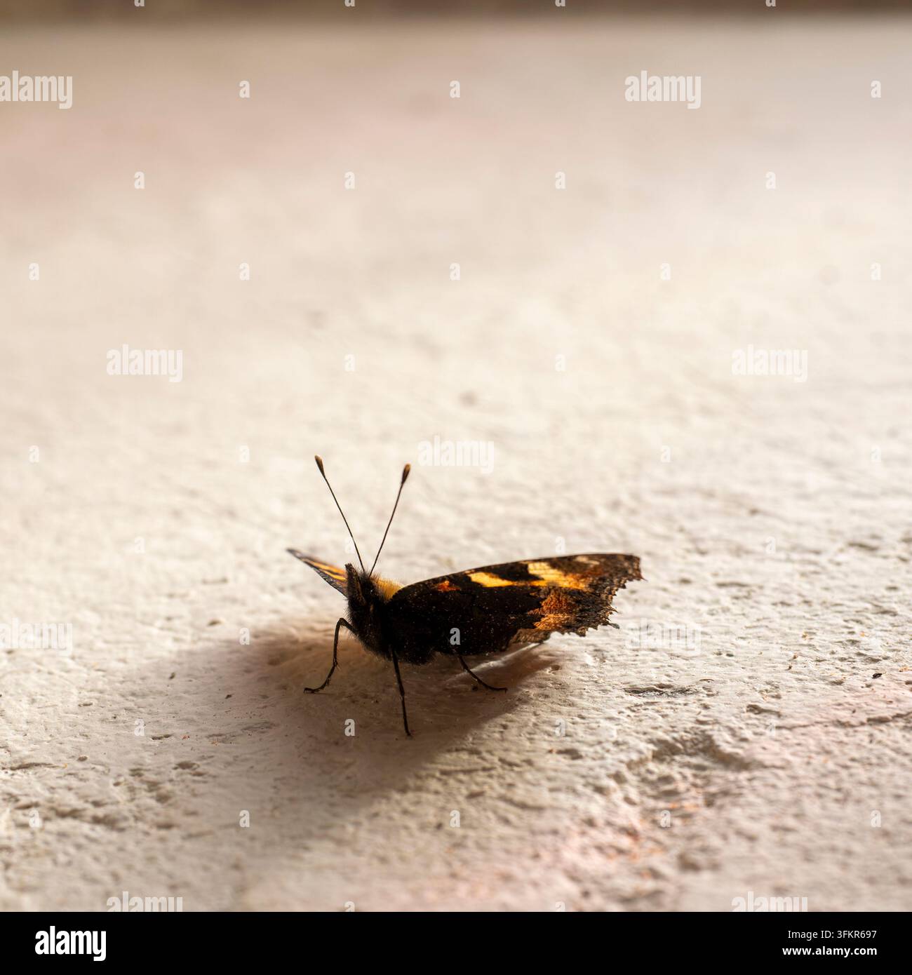 20. September 2026, Loweswater, Vereinigtes Königreich. Ein kleiner Schmetterling mit Tortenschildmuster ruht auf einer strukturierten, neutralen Oberfläche, seine zarten Flügel werfen einen so Stockfoto