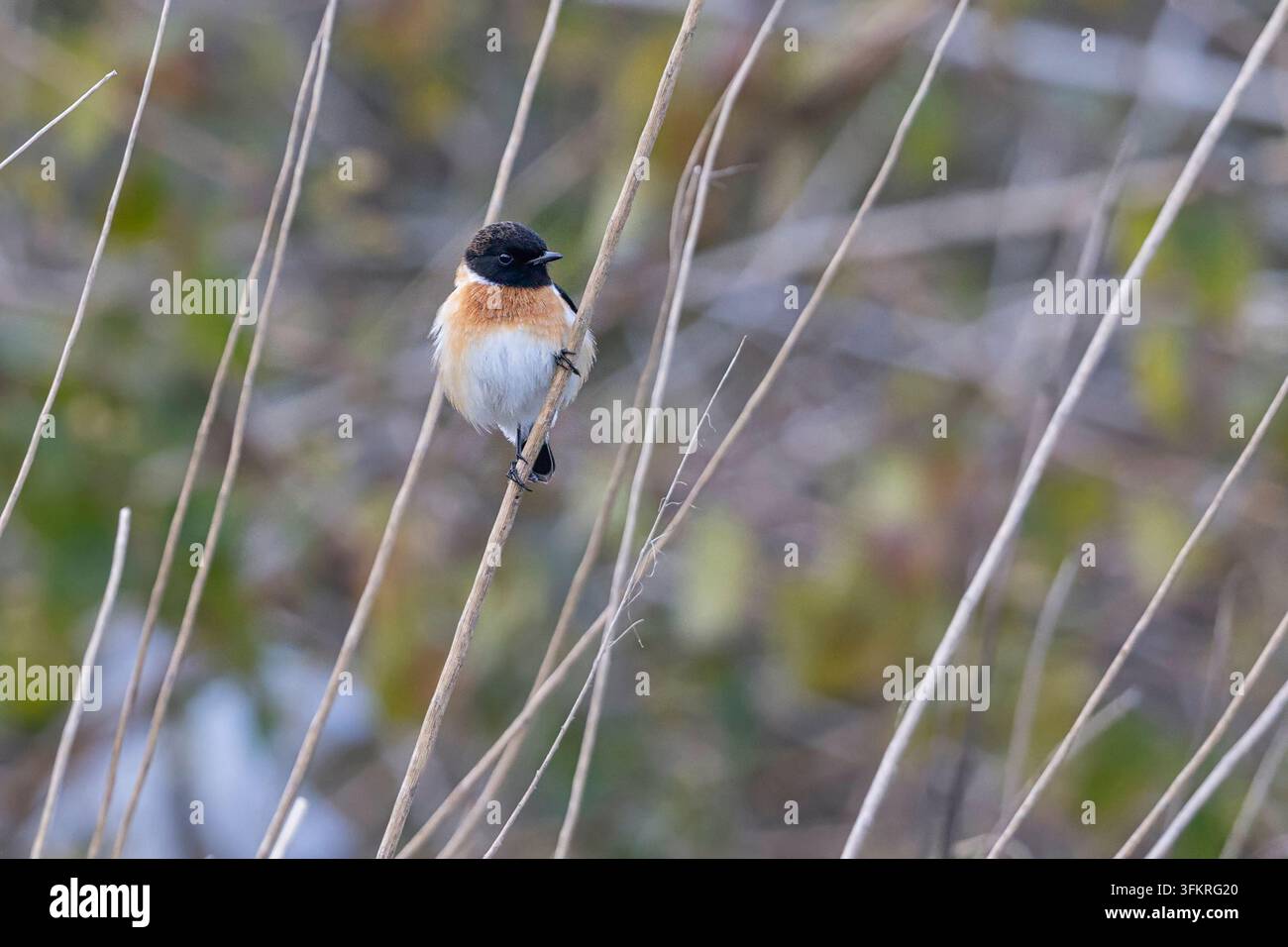 Sibirischer Steinrötsch, Syamkhat, Uttarakhand, Indien, Januar 2025 Stockfoto