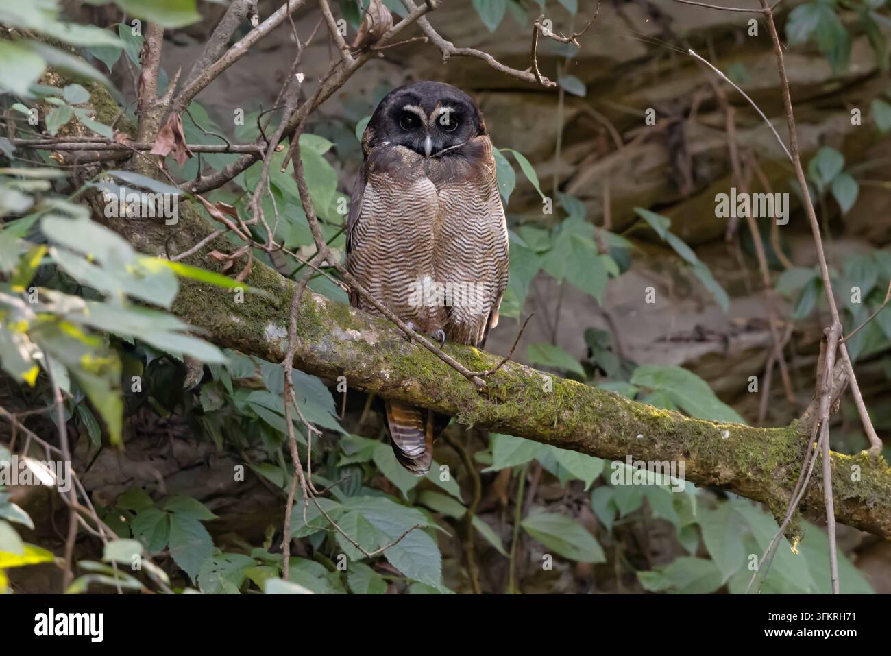 Braune Holz-Eule, Padampuri, Uttarakhand, Indien, Januar 2025 Stockfoto