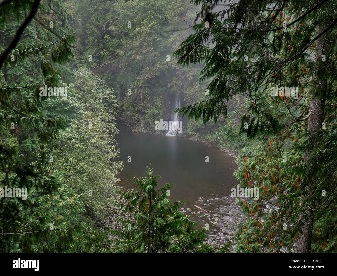 Kleiner Wasserfall fließt in ein ruhiges Waldbecken, umgeben von üppigem temperiertem Regenwald im Lynn Canyon Park, North Vancouver, British Columbia, Ca Stockfoto