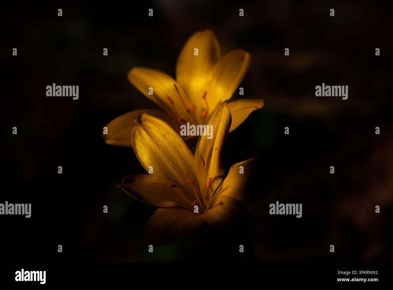 Dramatischer Nahaufnahme von gelben Lilien (Sternbergia lutea), die vor einem dunklen Hintergrund in gedämpfter Beleuchtung beleuchtet sind Stockfoto