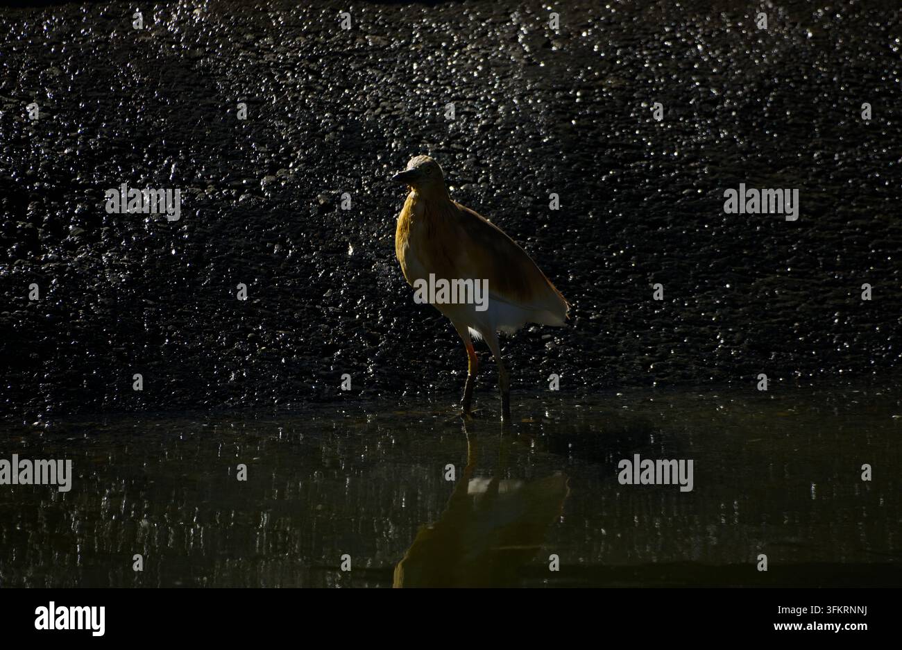 Ein Squacco-Häher (Ardeola ralloides) steht im flachen Wasser mit einem schimmernden dunklen Hintergrund und Wasserreflexion. Stockfoto