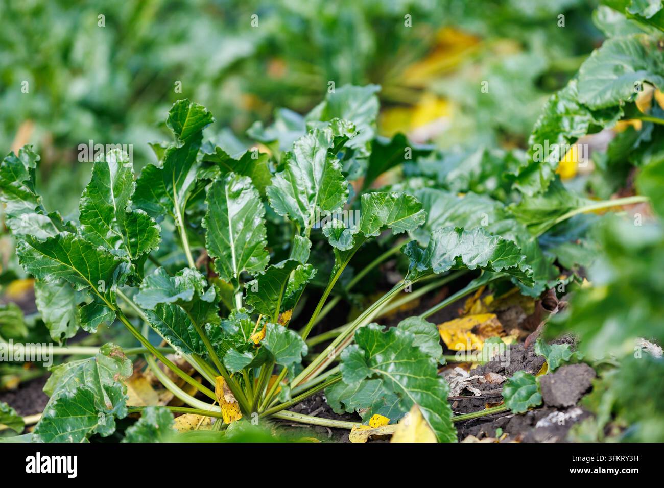 Grüne Zuckerrübenblätter, die während der Herbsterntezeit auf einer landwirtschaftlichen Plantage in offenem fruchtbarem Boden unter natürlichem Tageslicht wachsen. Stockfoto