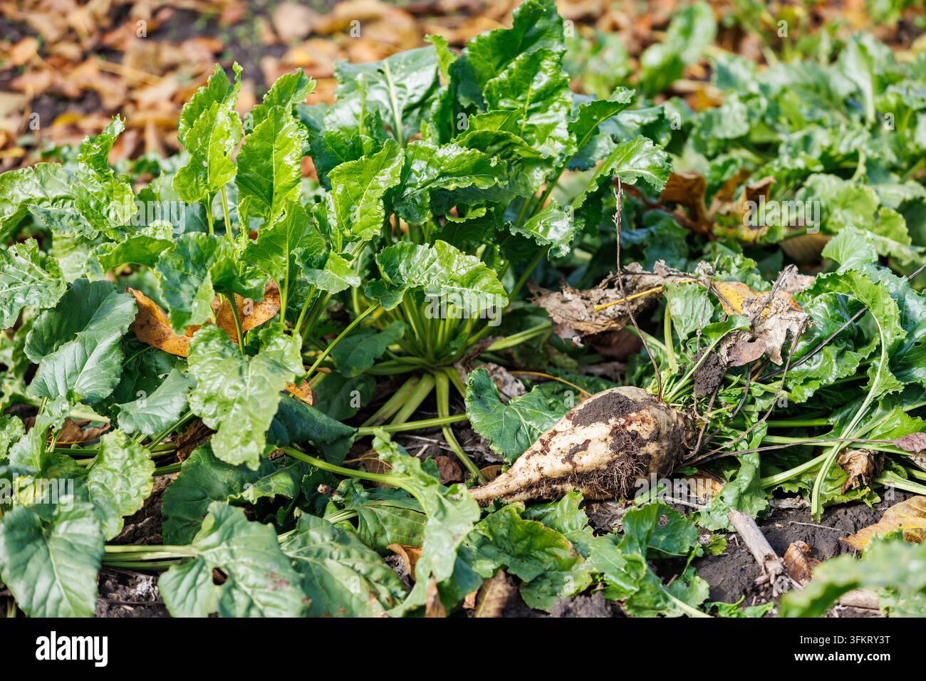 Frisch geerntete rohe Zuckerrübenwurzel mit grünen Blättern und Erde liegt auf einem landwirtschaftlichen Feld während der Erntesaison im Herbst bei Tageslicht. Stockfoto