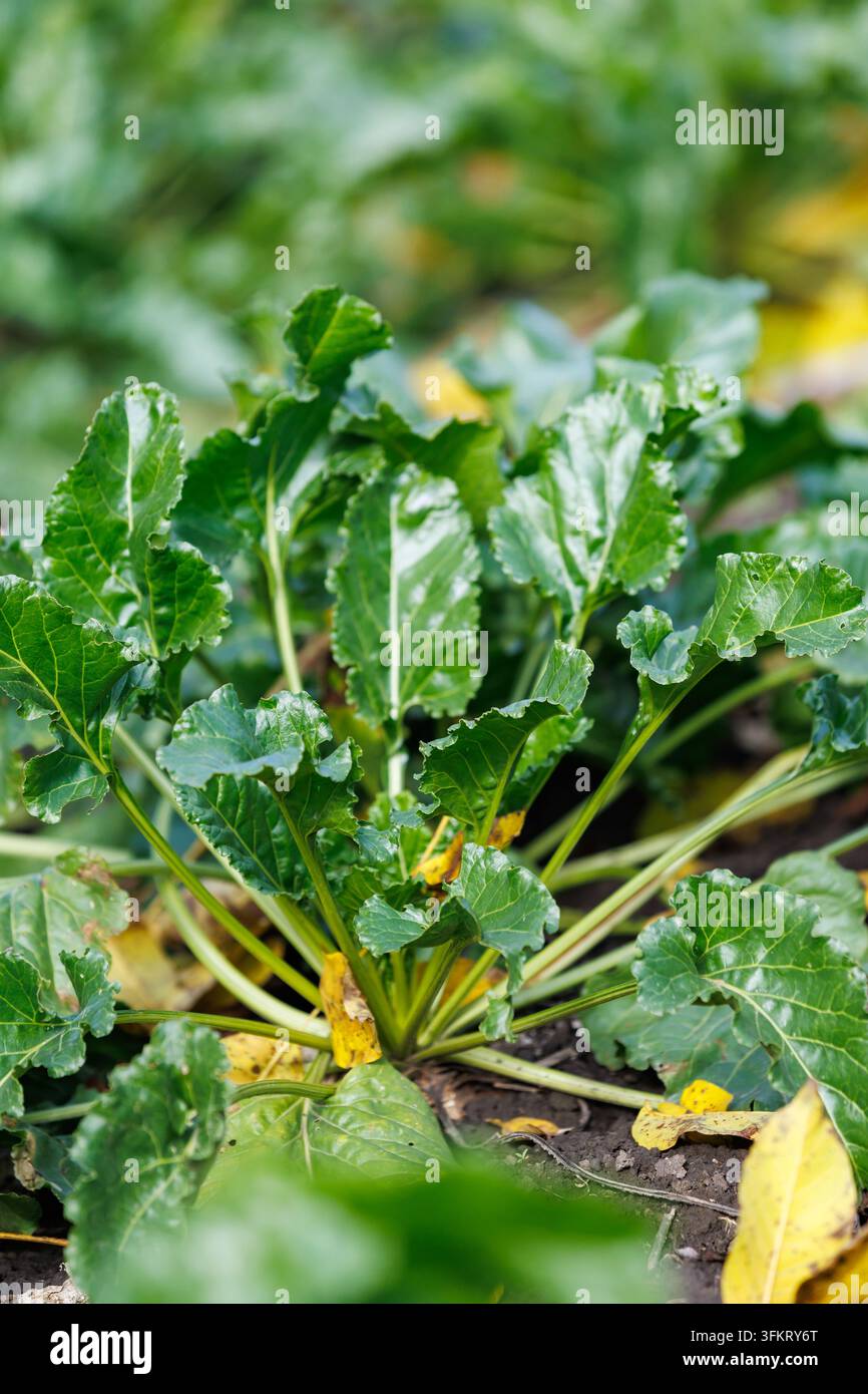 Frisches grünes Zuckerrohrblattwachstum in offenem Boden auf einer landwirtschaftlichen Plantage während der Herbsternte unter natürlichem Tageslicht. Stockfoto