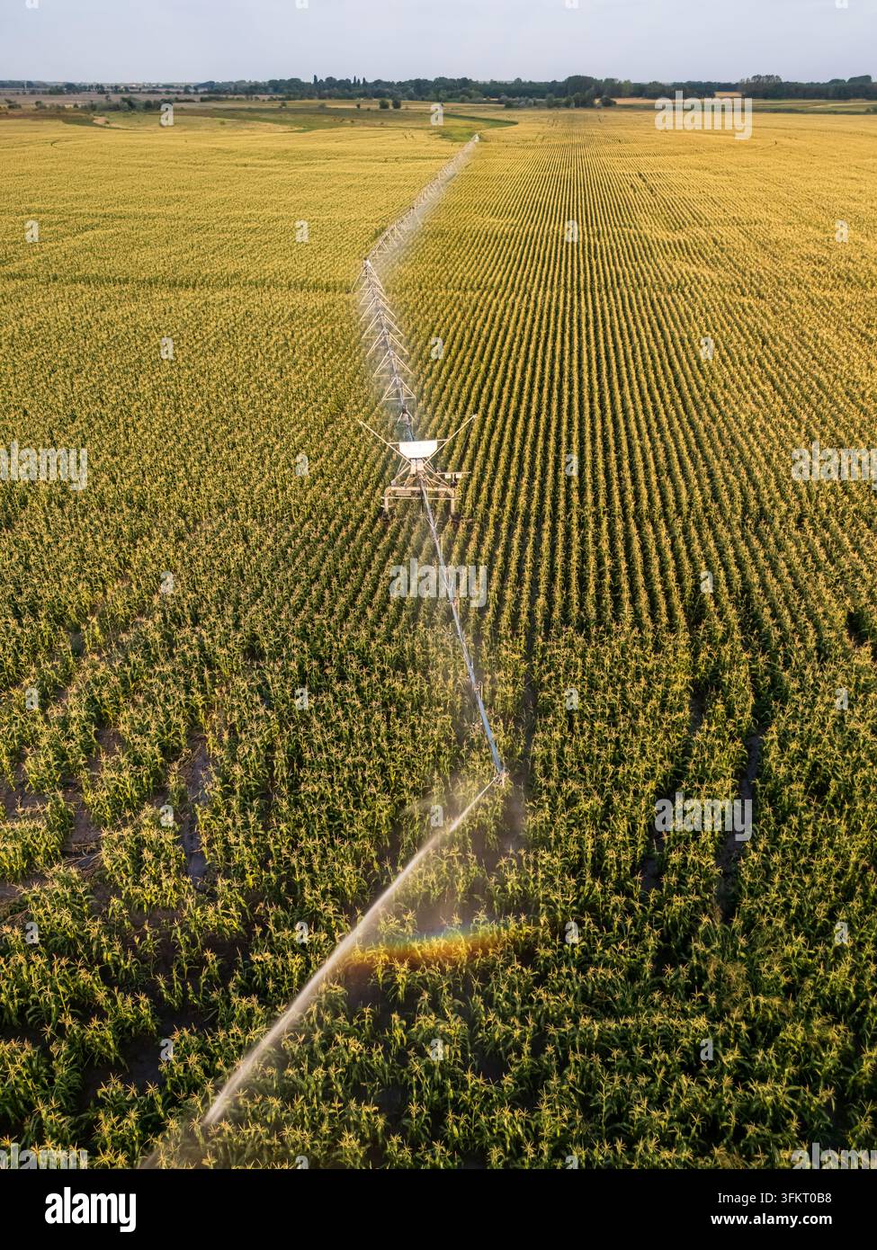Luftbild der Zentrumsdrehbewässerung, die Mais- und Sonnenblumenfelder in der Nähe von Solt im Komitat Bacs-Kiskun, Ungarn, während der Sommerlandwirtschaft auf weitläufigen Flächen bewässert Stockfoto