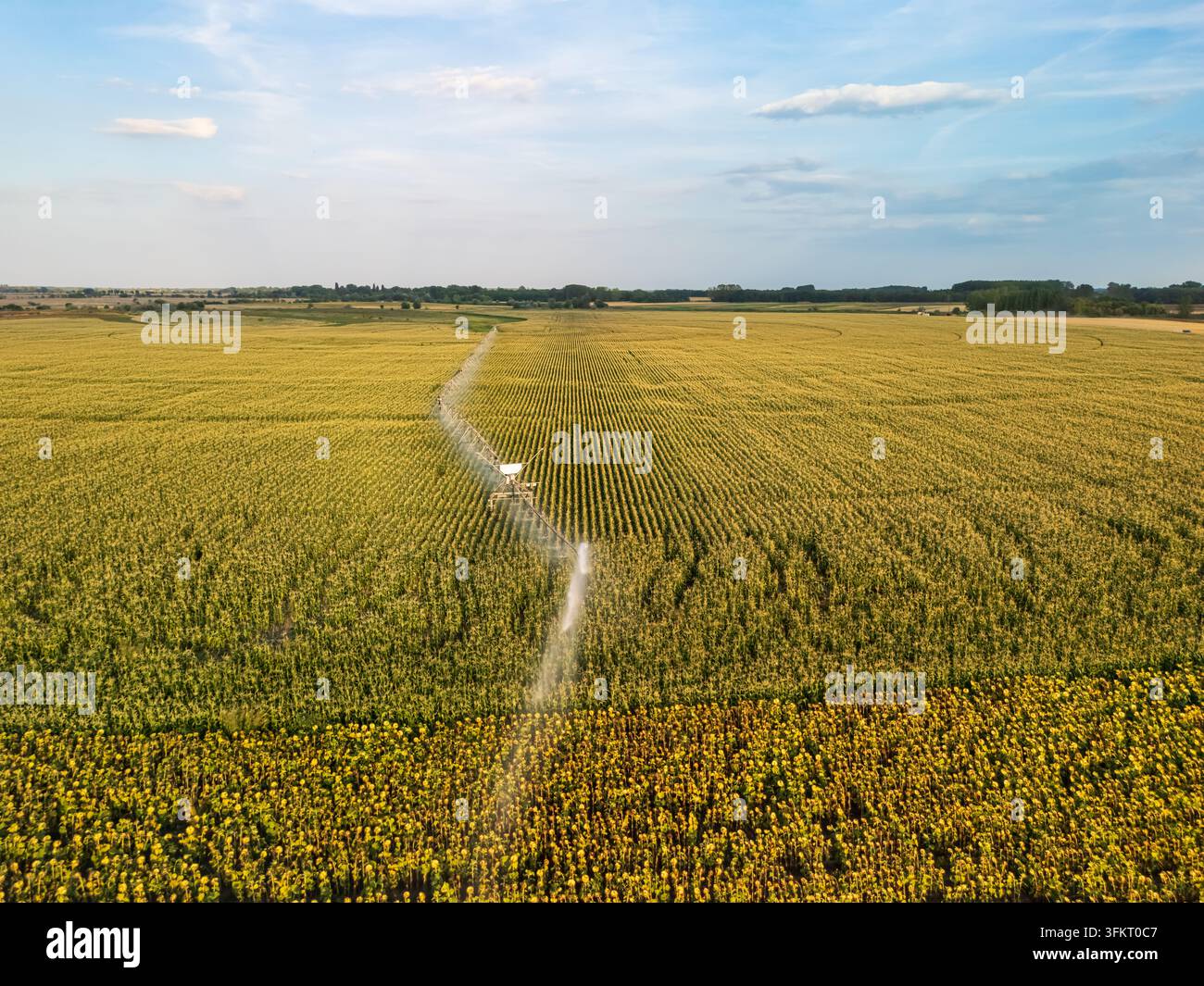 Luftbild der Zentrumswende-Bewässerung, die ein Maisfeld bei Solt im Komitat Bacs-Kiskun, Ungarn, bewässert, mit Sonnenblumenfeldern in der flachen ländlichen Grafschaft Stockfoto