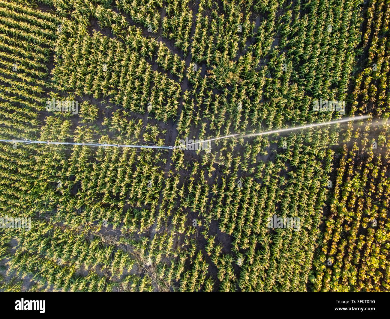 Luftaufnahme der Zentrumsdrehregner-Bewässerung, die Mais- und Sonnenblumenfelder bei Solt im Komitat Bacs-Kiskun, Ungarn, bewässert, mit Pflanzenreihen und moderner Landwirtschaft Stockfoto