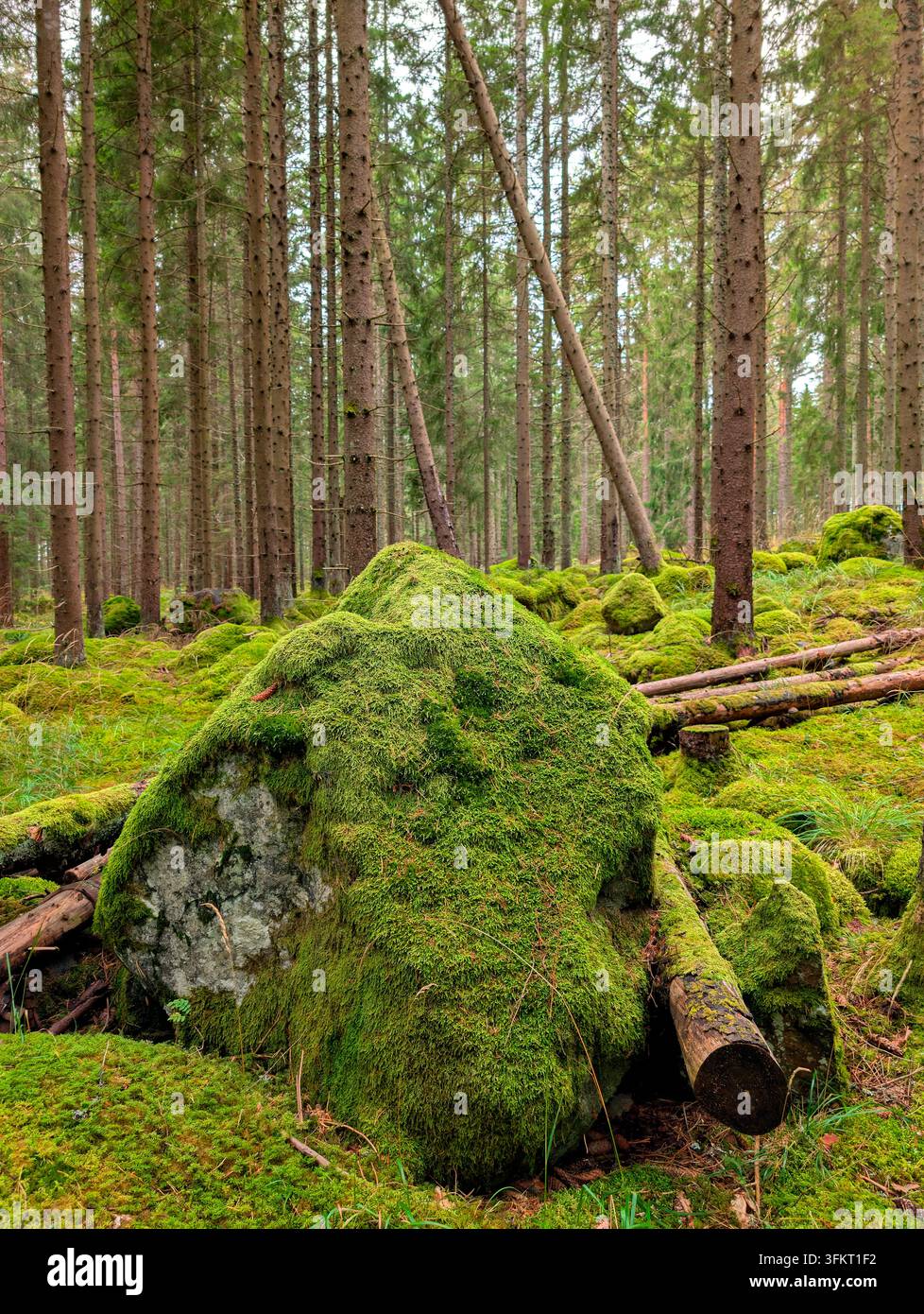 Alter Wald voller Moos! - Smartphone-aufgenommenes Stockfoto