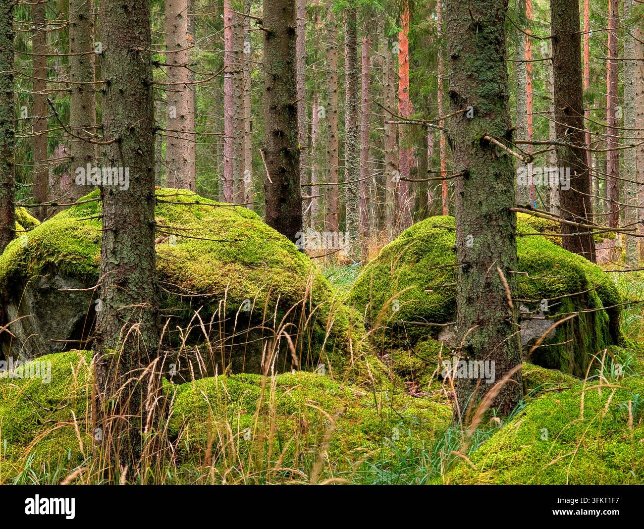 Alter Wald mit Moos überall. Moos auf Steinen und Baumstämmen. Im Sommer gibt es hier und da hohes Gras. - Smartphone-aufgenommenes Stockfoto