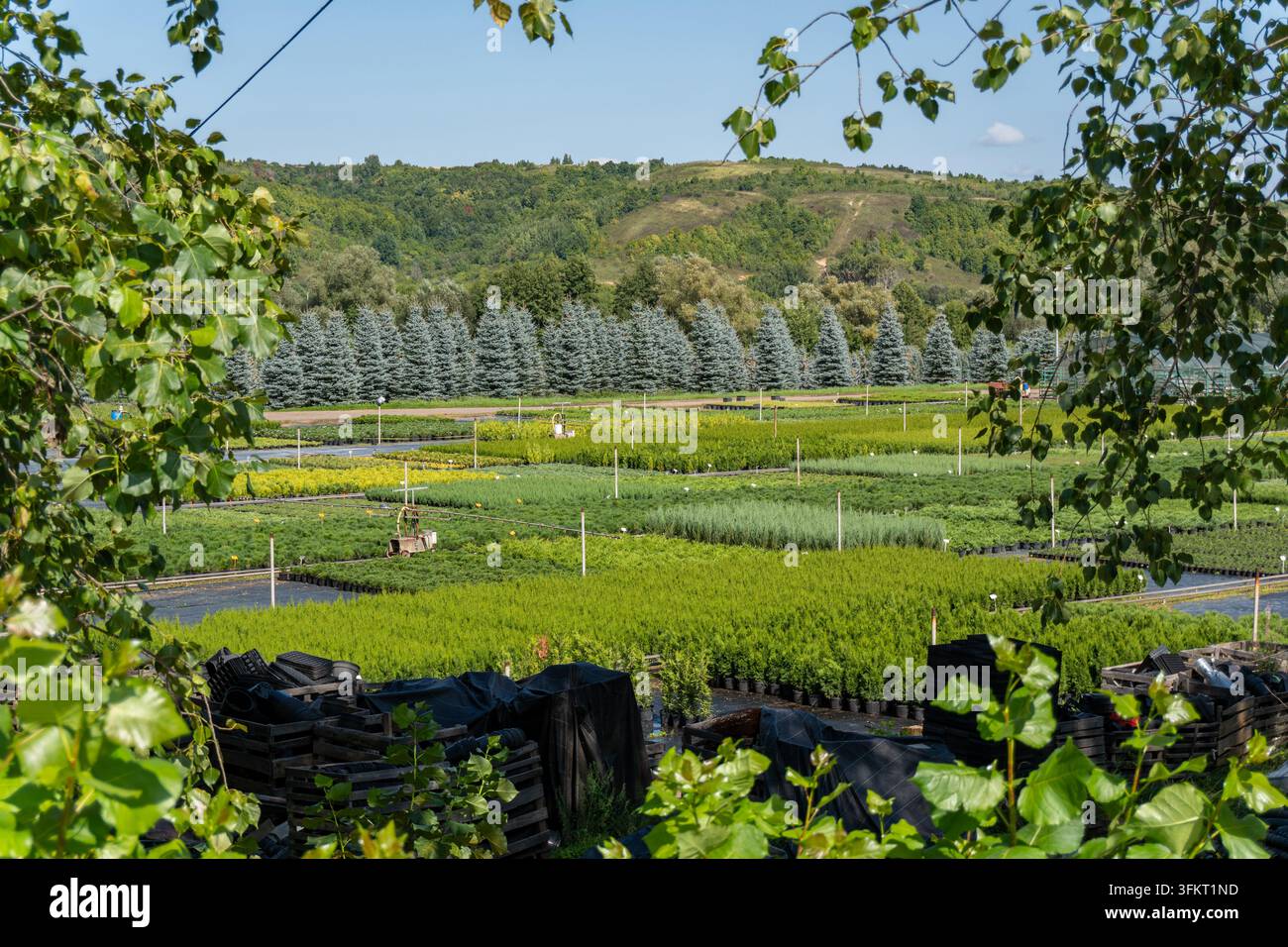 Hochwinkel-Panoramablick auf weitläufige Pflanzschule und Baumfelder Stockfoto