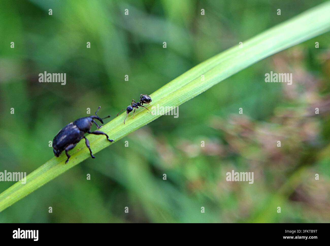 Ein kleiner dunkler Rüsselkäfer und eine winzige schwarze Ameise stehen sich auf einem schmalen grünen Grashalm gegenüber vor einem weichen unscharfen Hintergrund Stockfoto