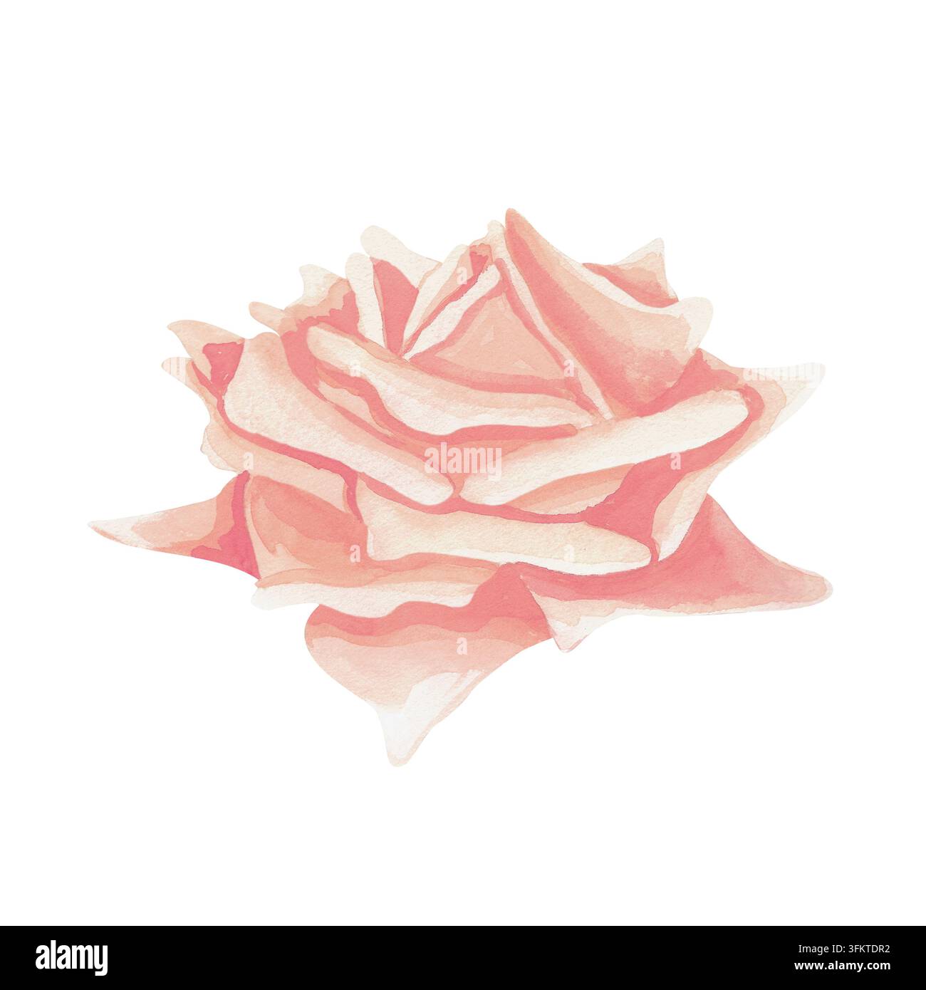 Nahaufnahme-Aquarellporträt einer rosa Rose mit komplexen Blütenblattenschichten und sanfter Schattierung. Technik: Aquarellmalerei. Stil: botanisch, romantisch, zart, vintage-inspiriert. Anwendungen: Hochzeitsstationäre, Grußkarten, Textilmuster, Kosmetikmarken, Verpackungen, Websites und Innendekoration. Stockfoto