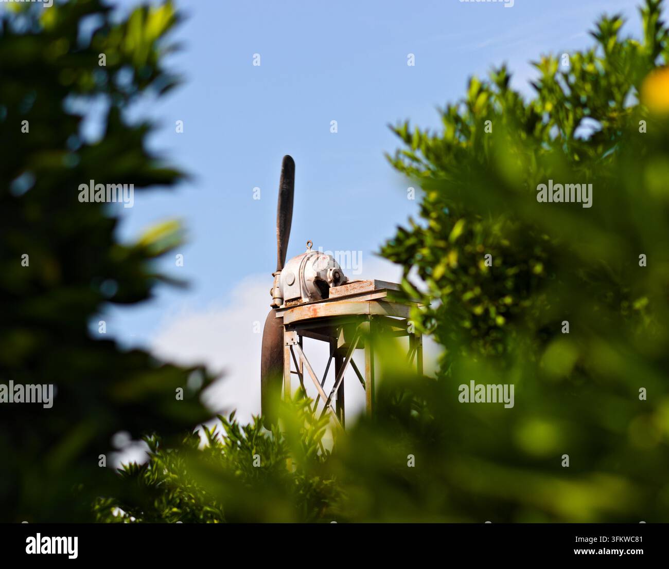 Eine verwitterte Obstgarten-Windmaschine erhebt sich über Zitrusbäume, eingerahmt von weichem grünem Laub unter einem klaren blauen Himmel in Riverside, Kalifornien. Stockfoto