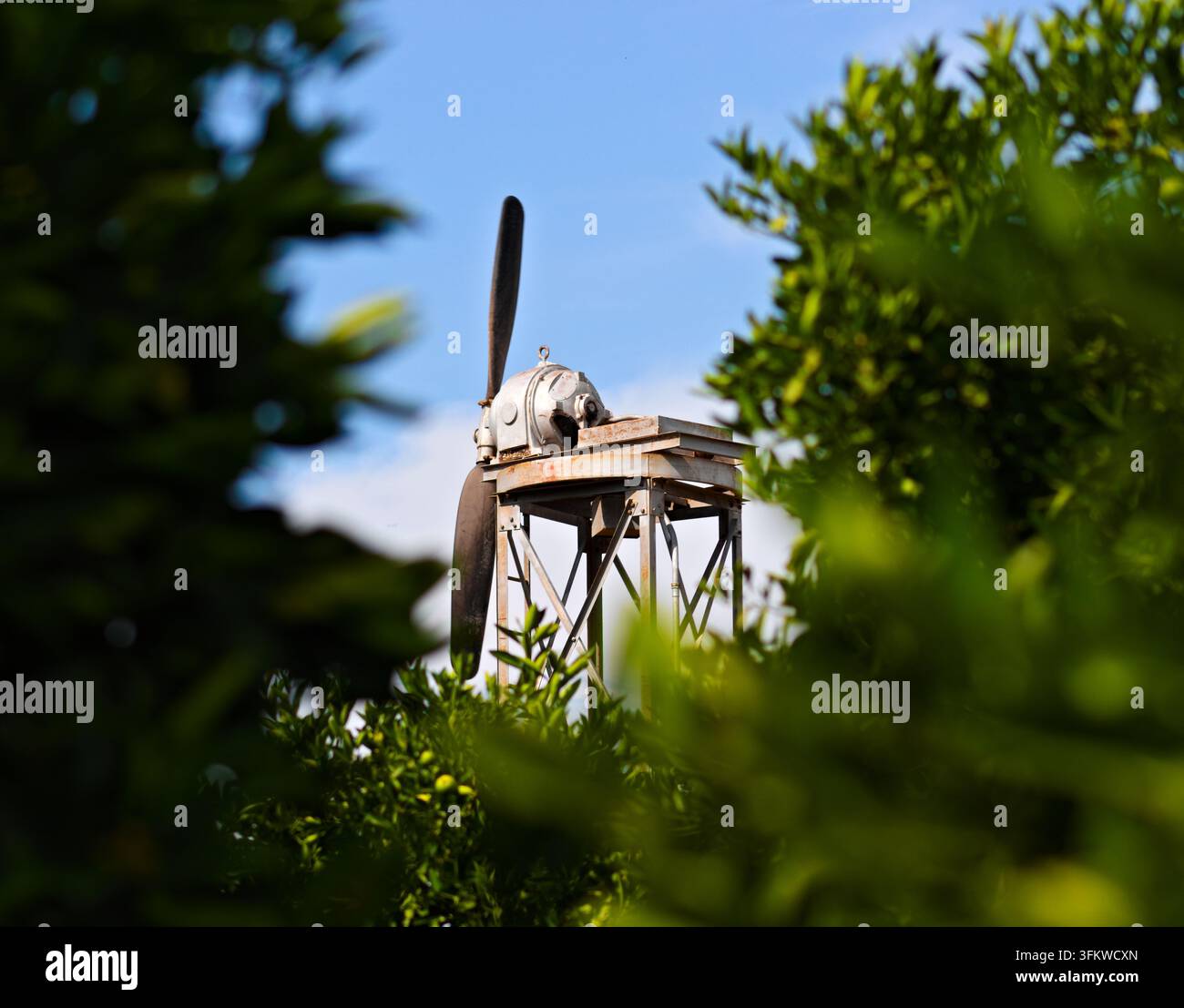 Eine verwitterte Obstgarten-Windmaschine erhebt sich über Zitrusbäume, eingerahmt von weichem grünem Laub unter einem klaren blauen Himmel in Riverside, Kalifornien. Stockfoto