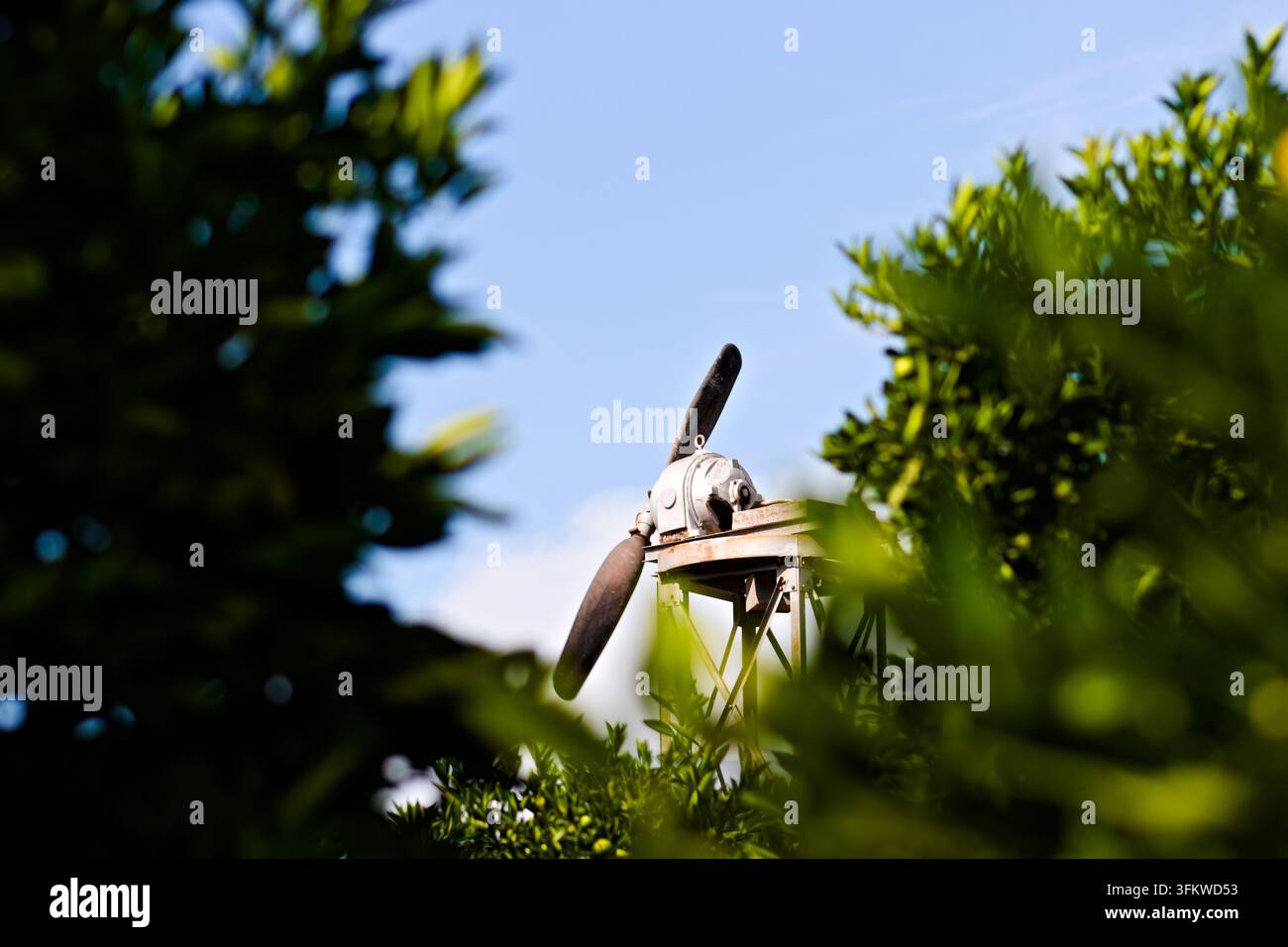 Eine verwitterte Obstgarten-Windmaschine erhebt sich über Zitrusbäume, eingerahmt von weichem grünem Laub unter einem klaren blauen Himmel in Riverside, Kalifornien. Stockfoto
